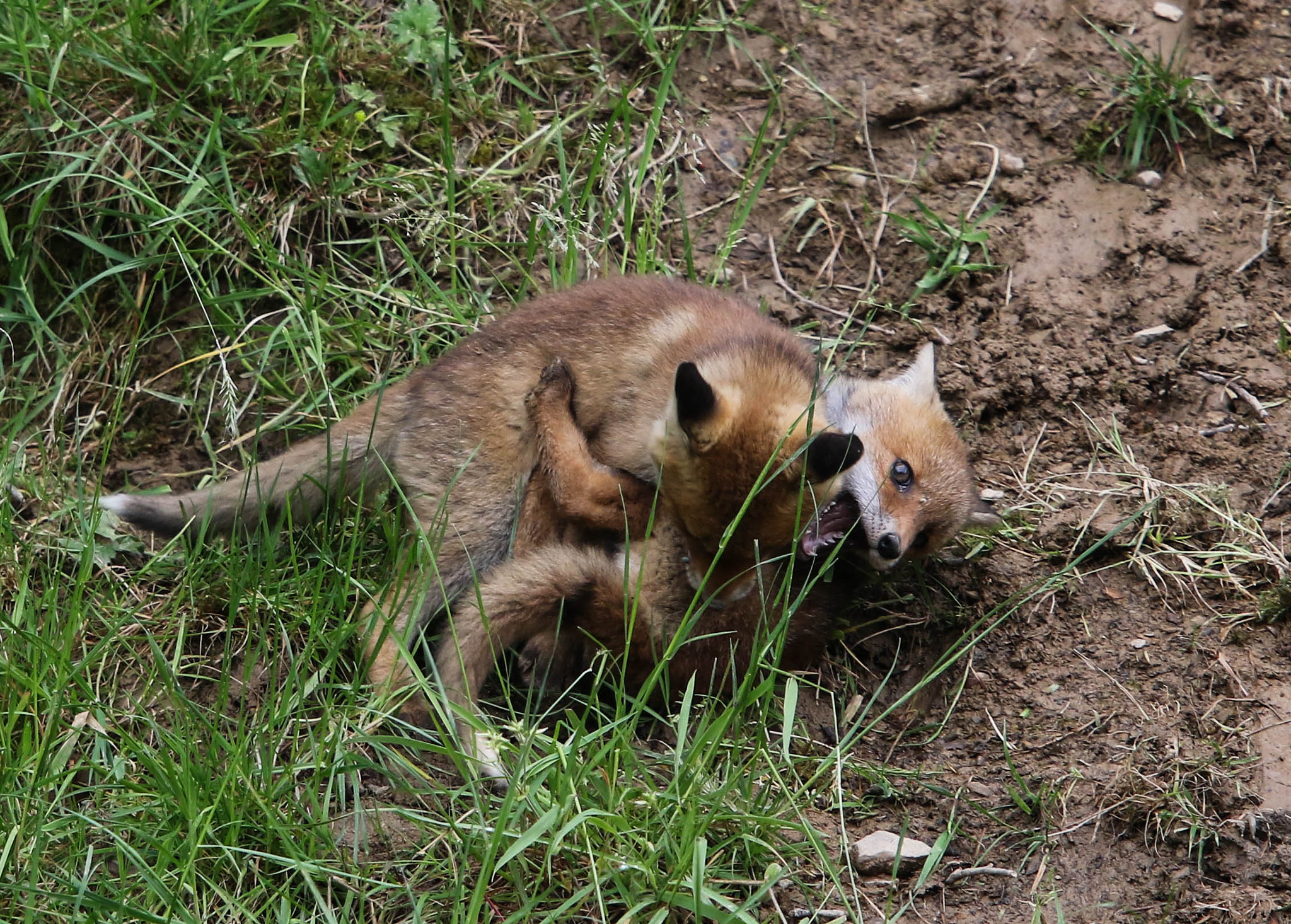 Canon EF 400mm F2.8L IS II USM sample photo. Fox photography