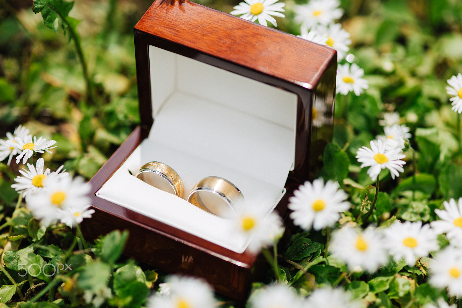ZEISS Makro-Planar T* 100mm F2 sample photo. Rings and flowers photography
