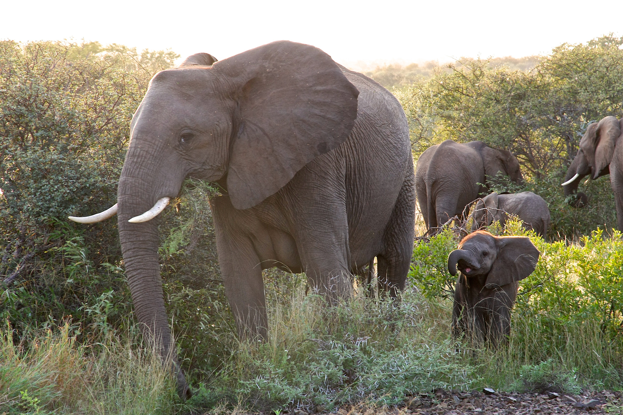 Canon EOS 40D sample photo. Baby elefant and its mother photography