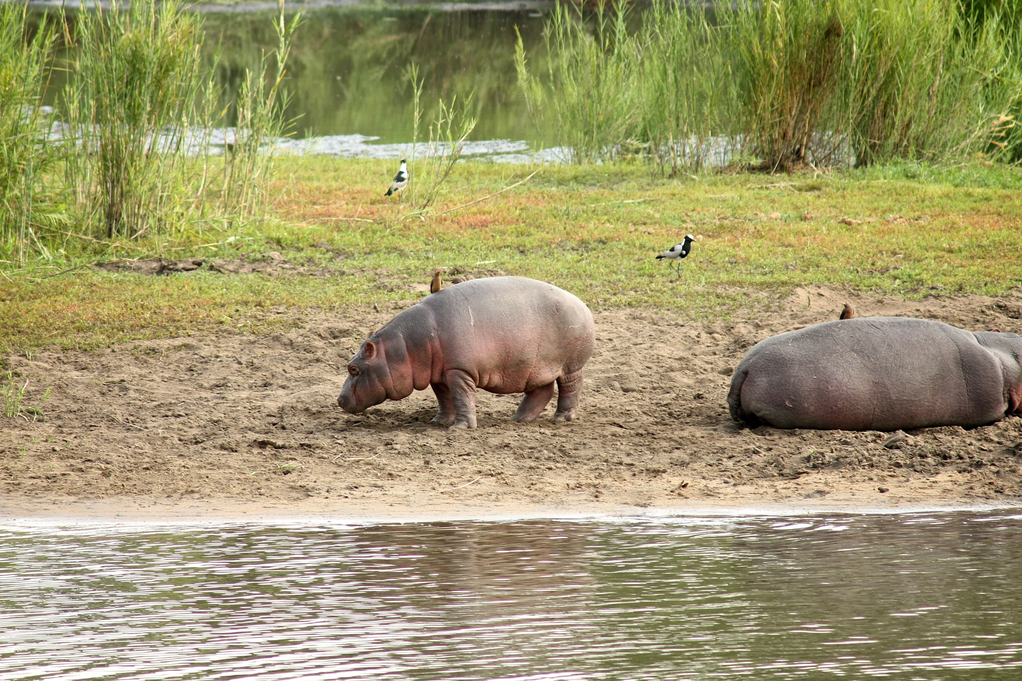 Canon EOS 40D + Canon EF 75-300mm F4.0-5.6 IS USM sample photo. Baby hippo at land photography