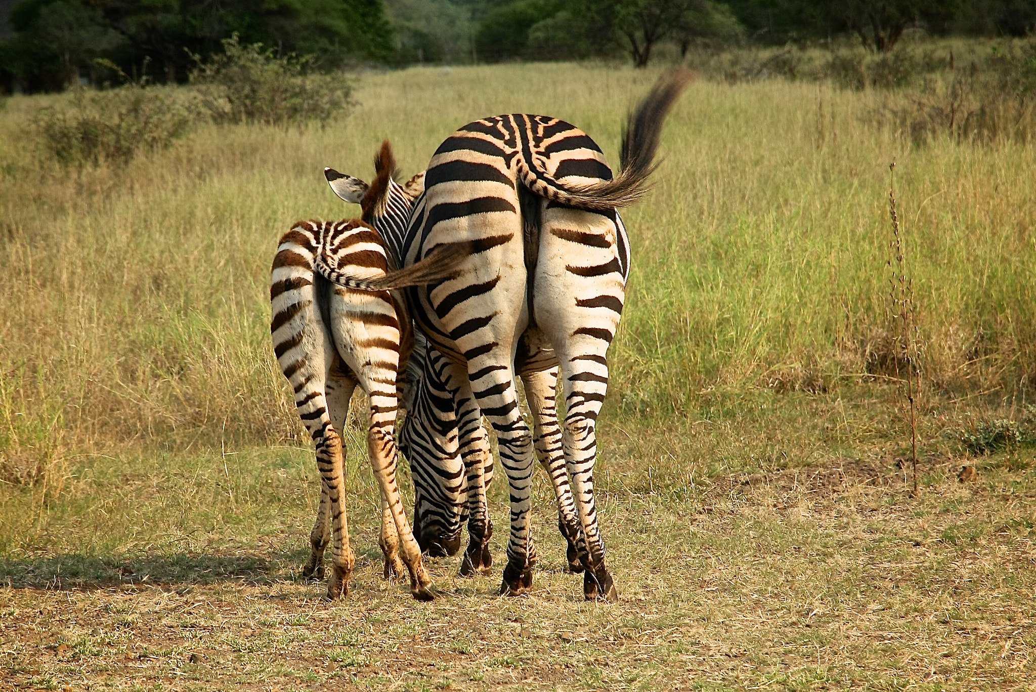 Canon EOS 40D sample photo. Baby and mother zebra's behind photography