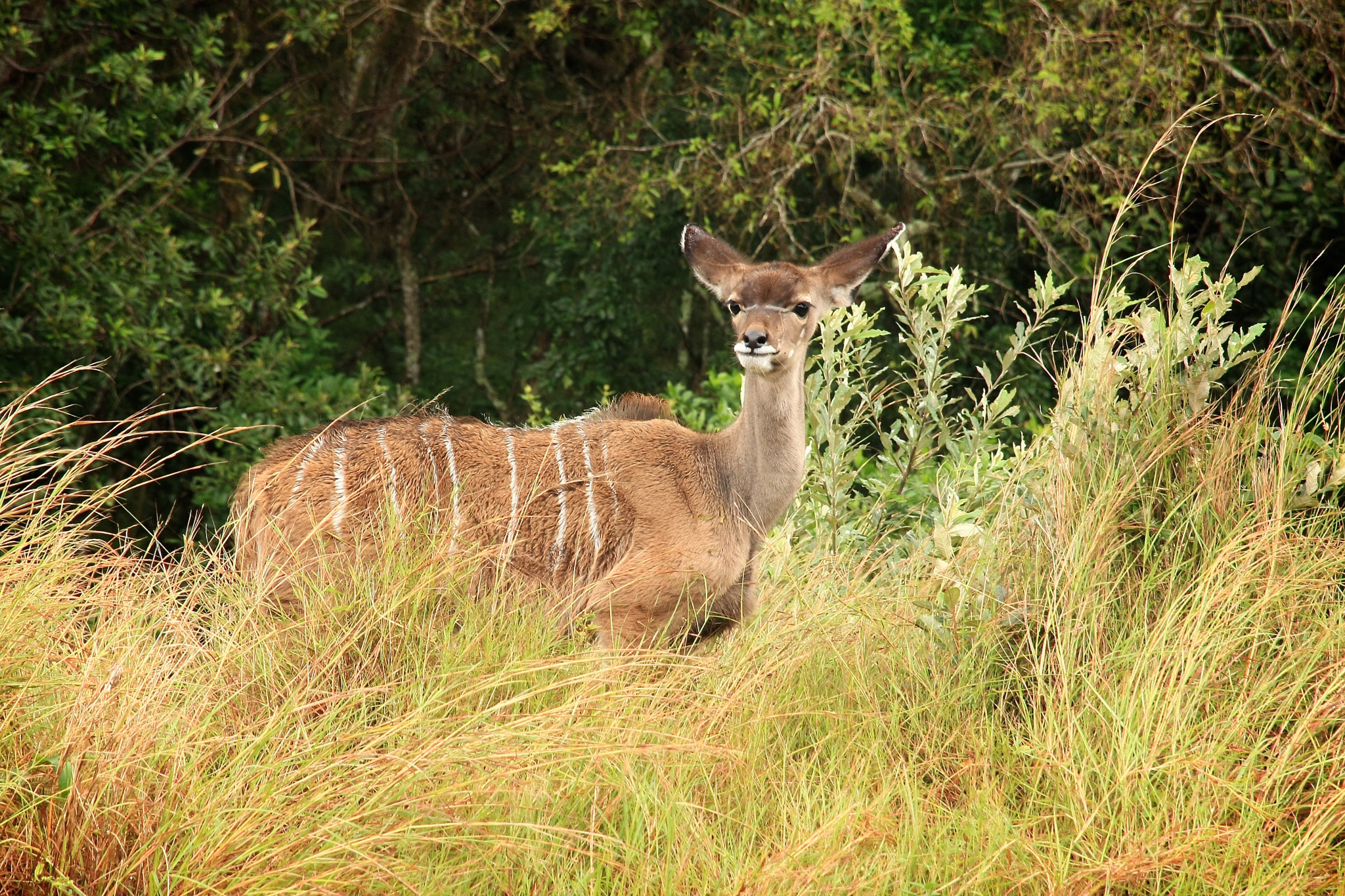 Canon EOS 40D sample photo. Young kudu in high grass photography