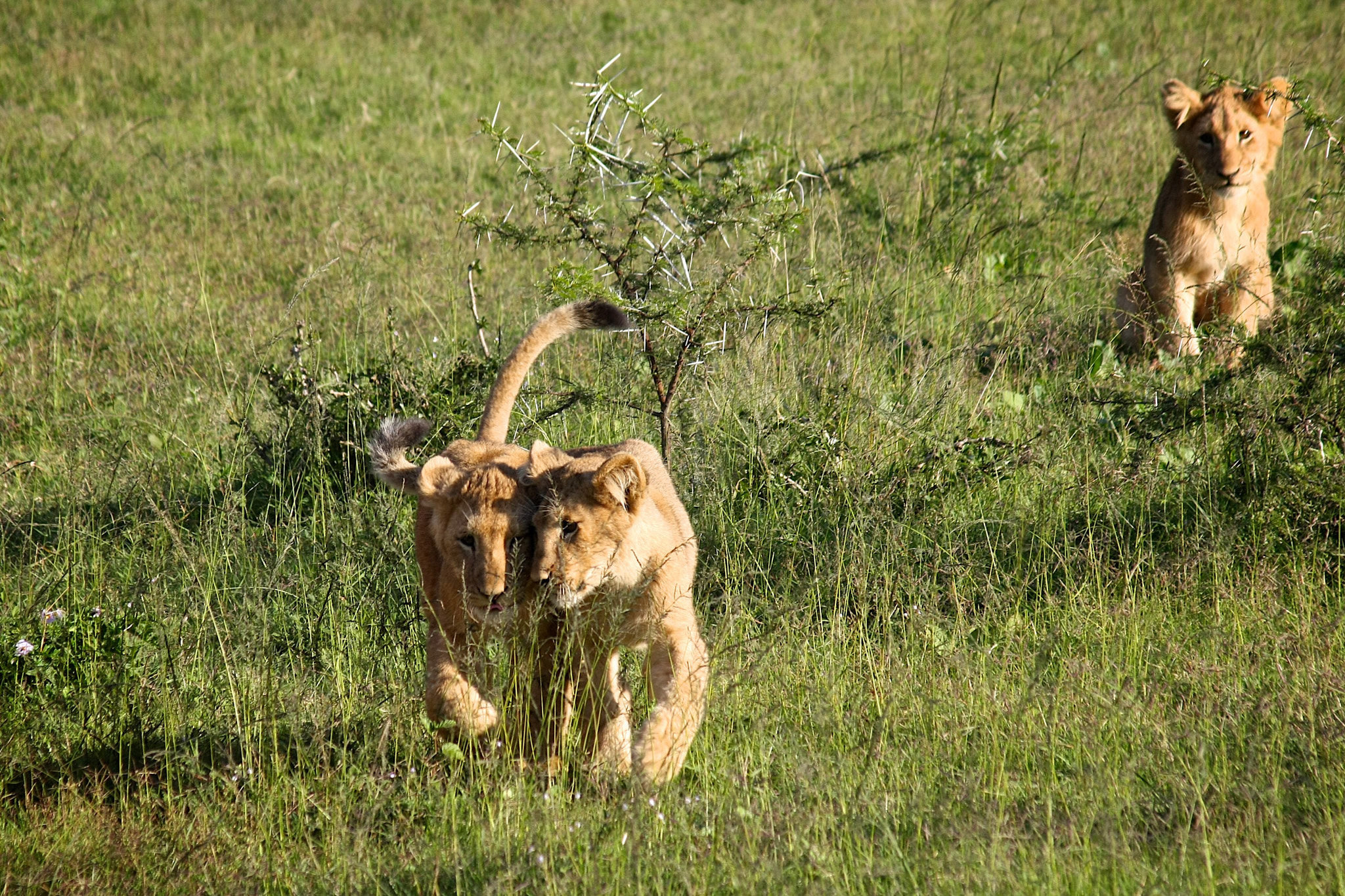 Canon EOS 40D + Canon EF 75-300mm F4.0-5.6 IS USM sample photo. Lion cubs playing photography