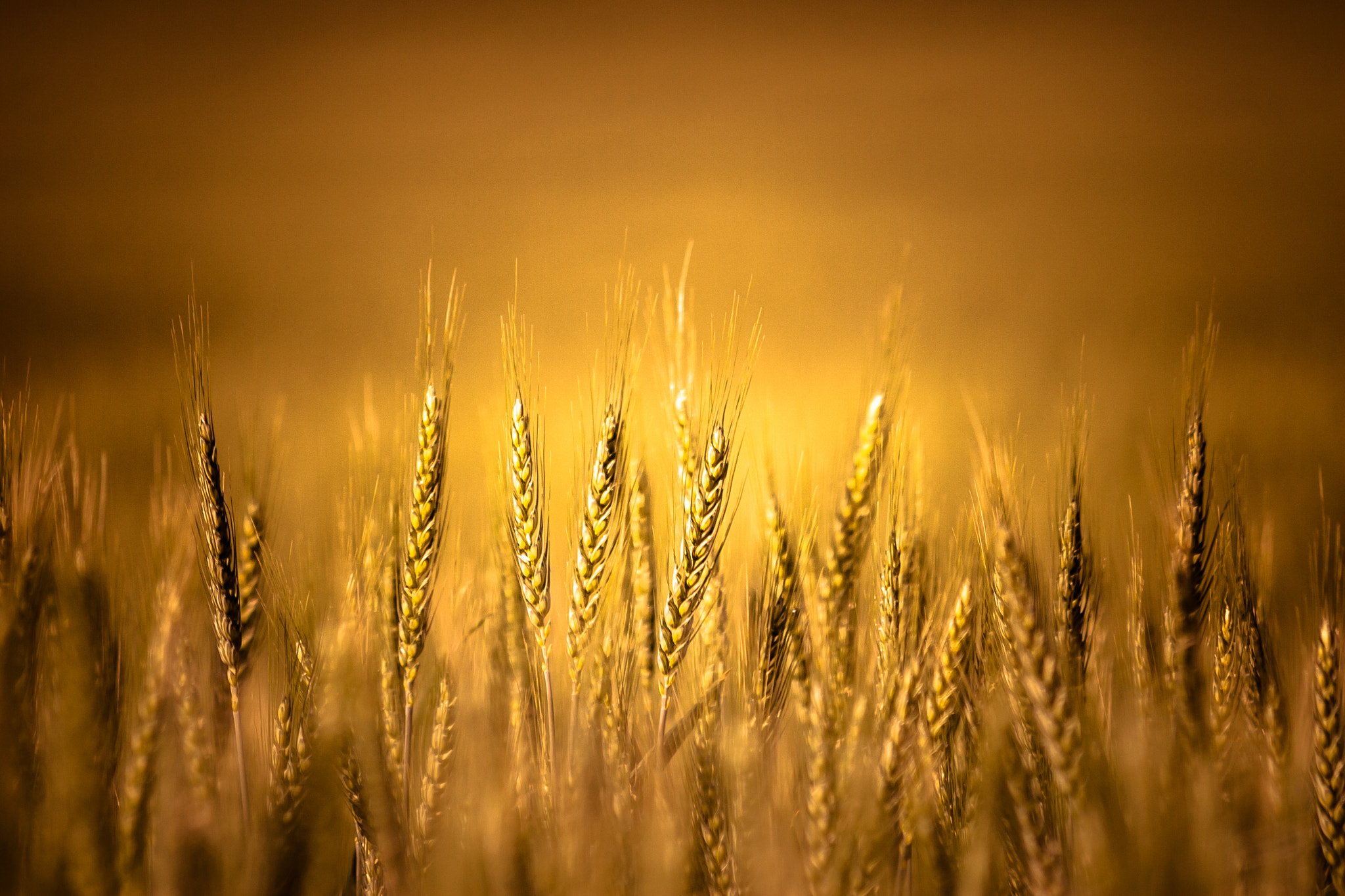 Canon EOS 30D + Canon EF 70-300mm F4-5.6 IS USM sample photo. Wheat photography