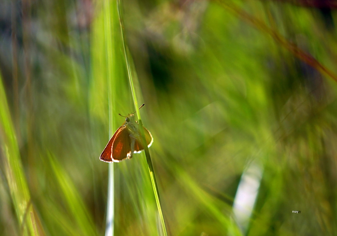 Sony SLT-A65 (SLT-A65V) + Minolta AF 50mm F1.7 sample photo. Butterfly.. photography