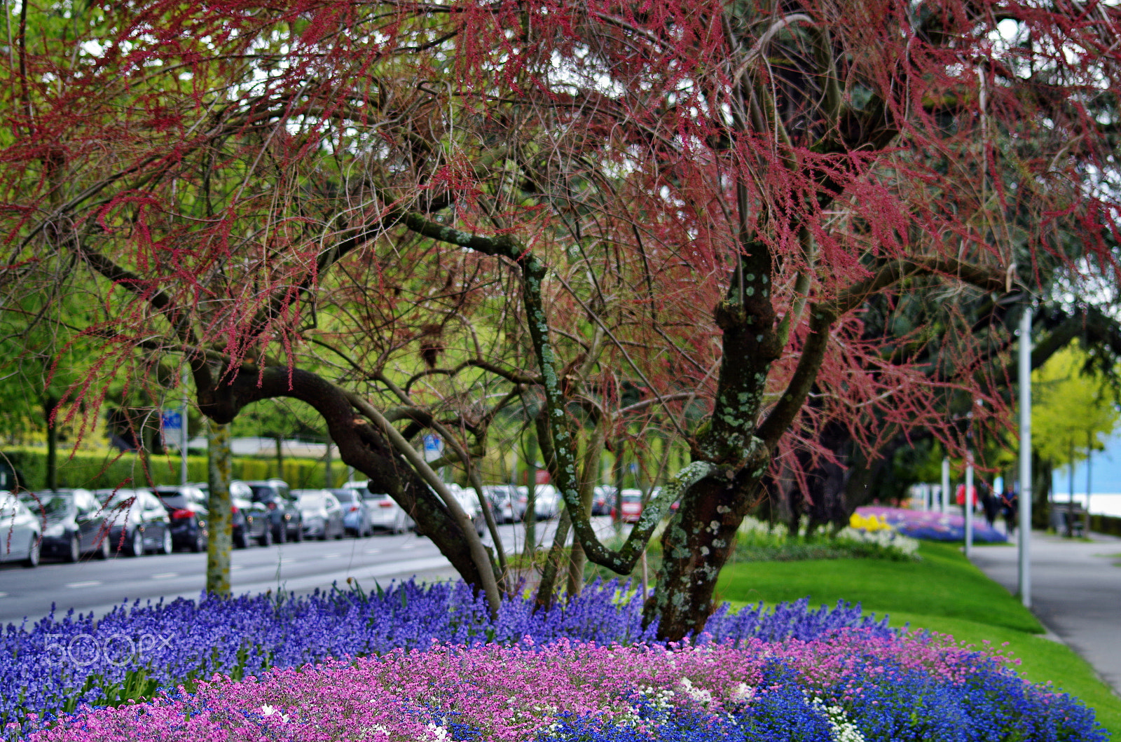 Sigma 70-300mm F4-5.6 Macro sample photo. Spring flowerbed photography