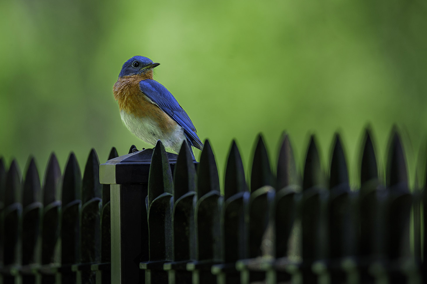 Nikon D800E sample photo. Eastern bluebird photography