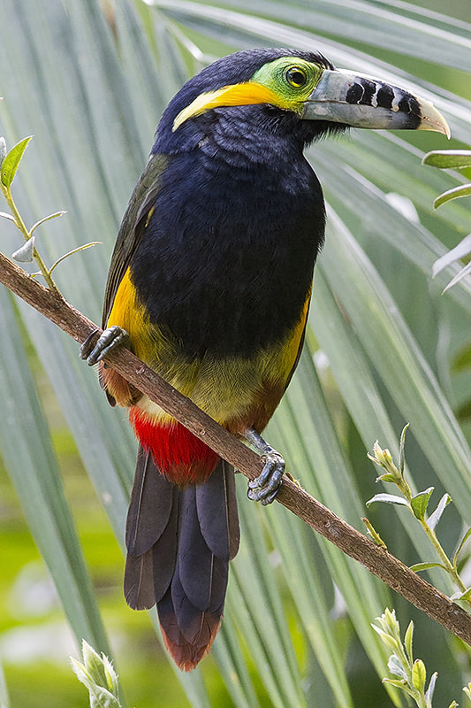 Canon EF 300mm F4L IS USM sample photo. Spot-billed toucanet photography