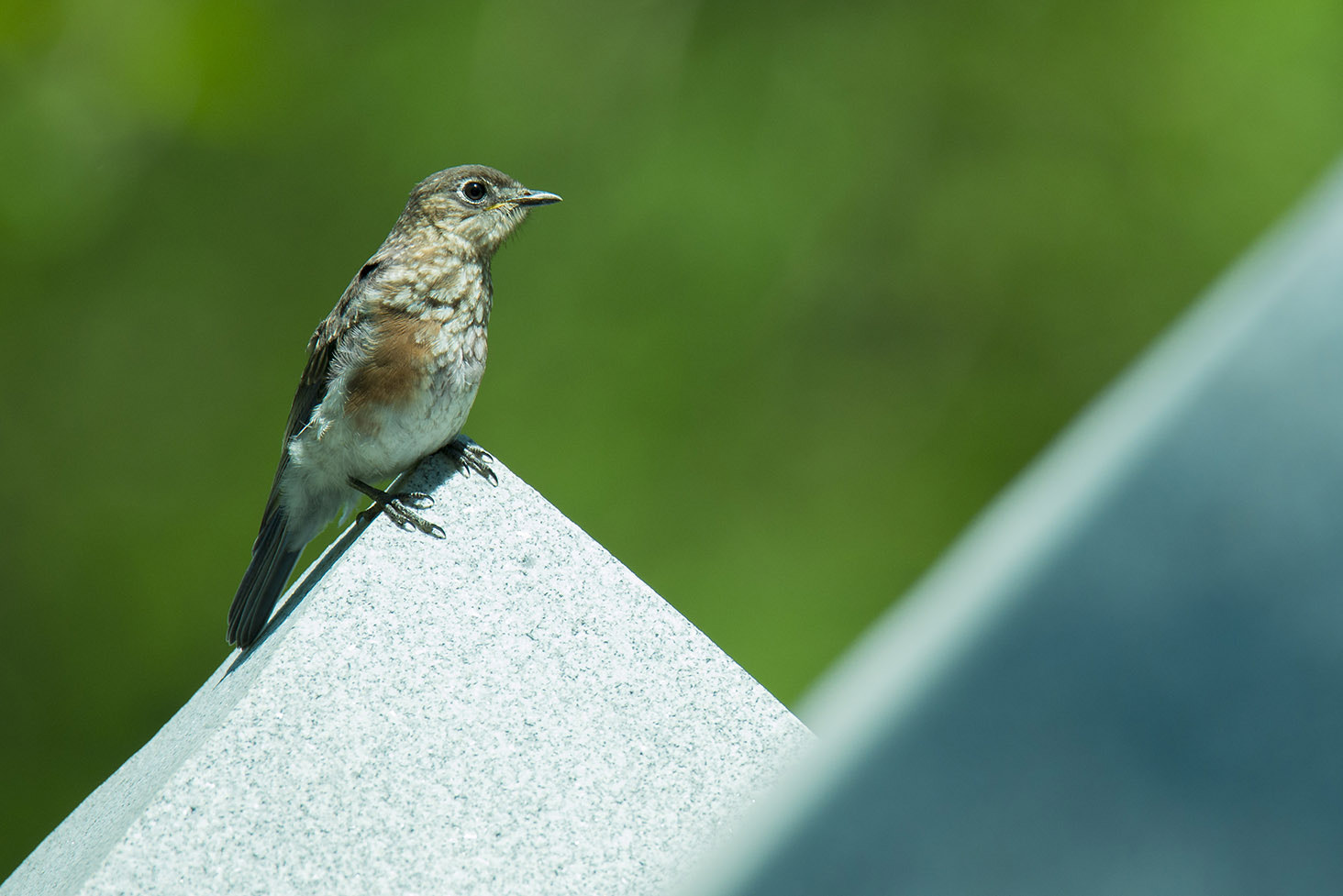 Nikon D800E sample photo. Untitled photography