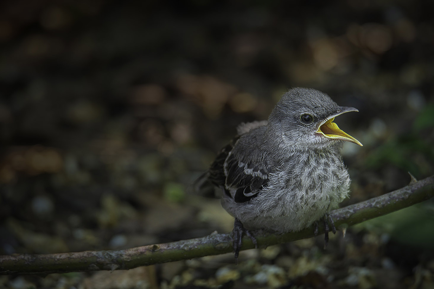 Nikon D800E sample photo