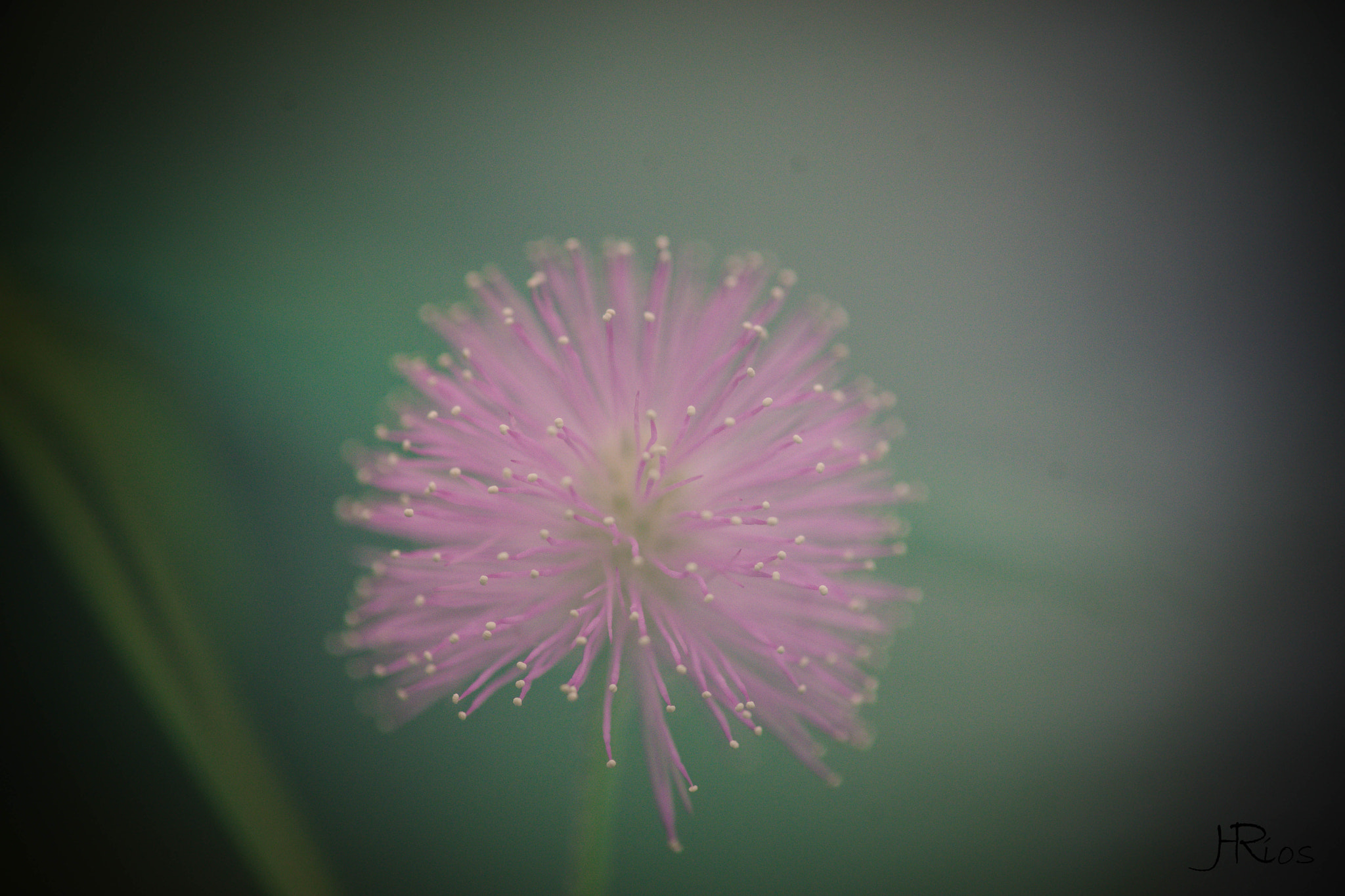 Sony a99 II sample photo. Leiden botancial garden photography