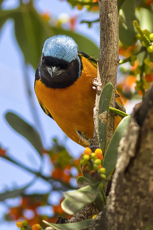 Canon EF 300mm F4L IS USM sample photo. Golden-rumped euphonia photography