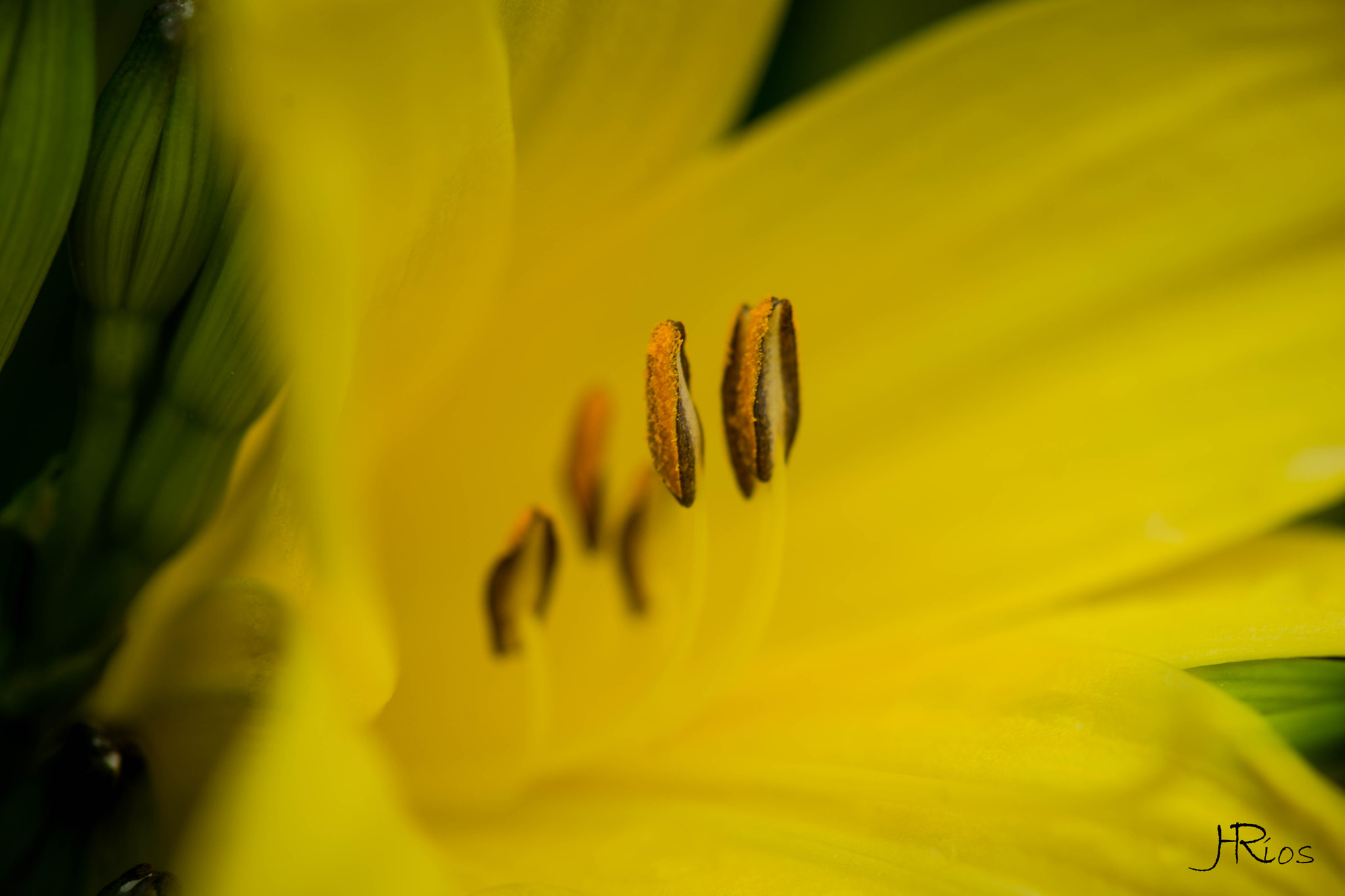 Sony a99 II sample photo. Leiden botancial garden photography