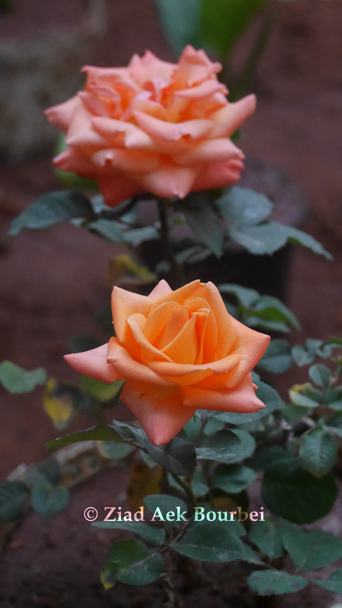 Panasonic Lumix G Vario 45-200mm F4-5.6 OIS sample photo. Flower photography