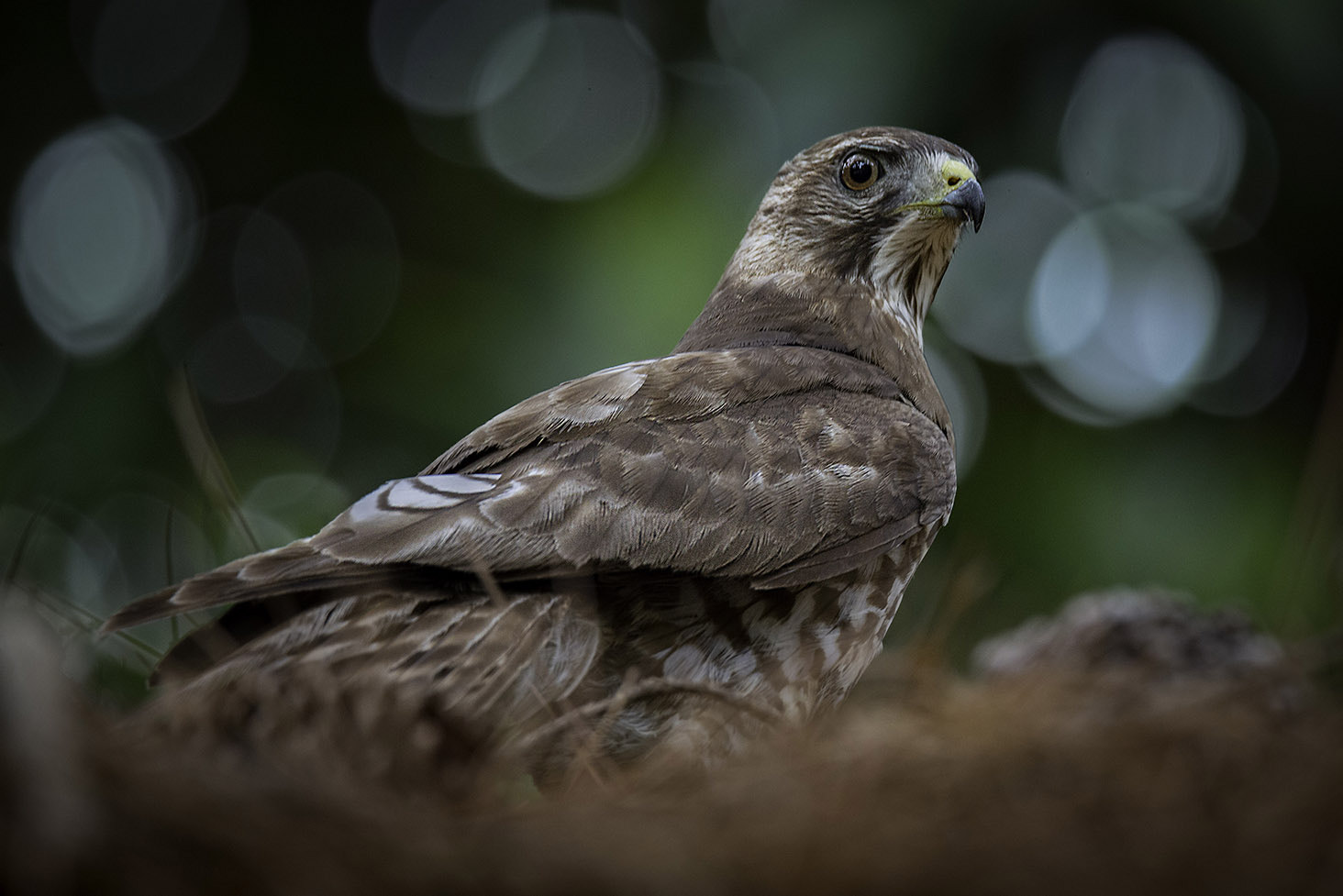 Nikon D800E sample photo. Young red-shouldered hawk photography