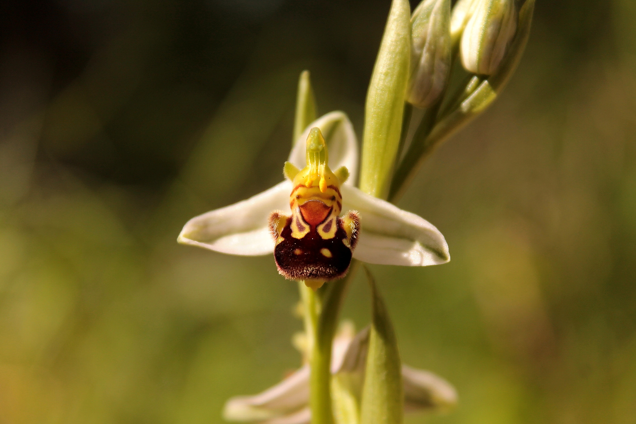 Canon EOS 1100D (EOS Rebel T3 / EOS Kiss X50) + Canon EF-S 18-55mm F3.5-5.6 IS II sample photo. Ophrys apifera photography