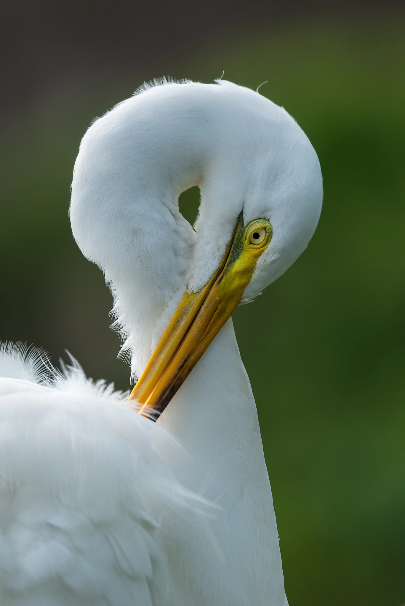 Nikon Nikkor AF-S 300mm F4E PF ED VR sample photo. Ardea alba photography