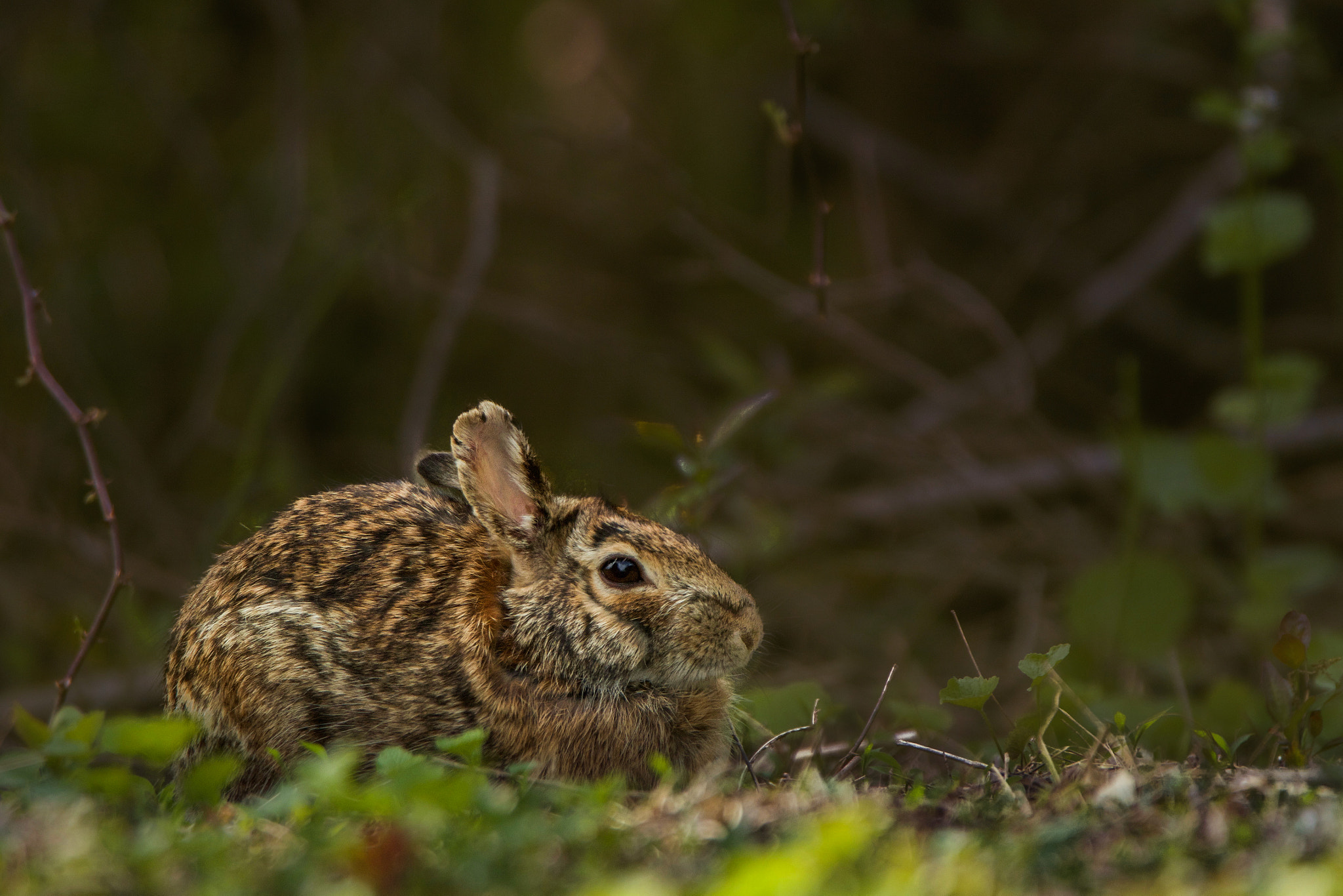 Canon EOS 100D (EOS Rebel SL1 / EOS Kiss X7) sample photo. Rabbit photography