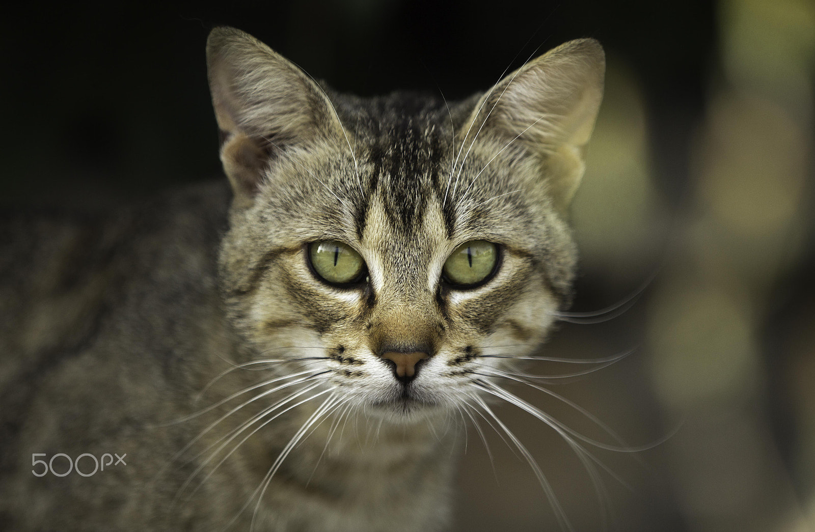 Canon EF 70-200mm F2.8L IS II USM sample photo. Roar photography