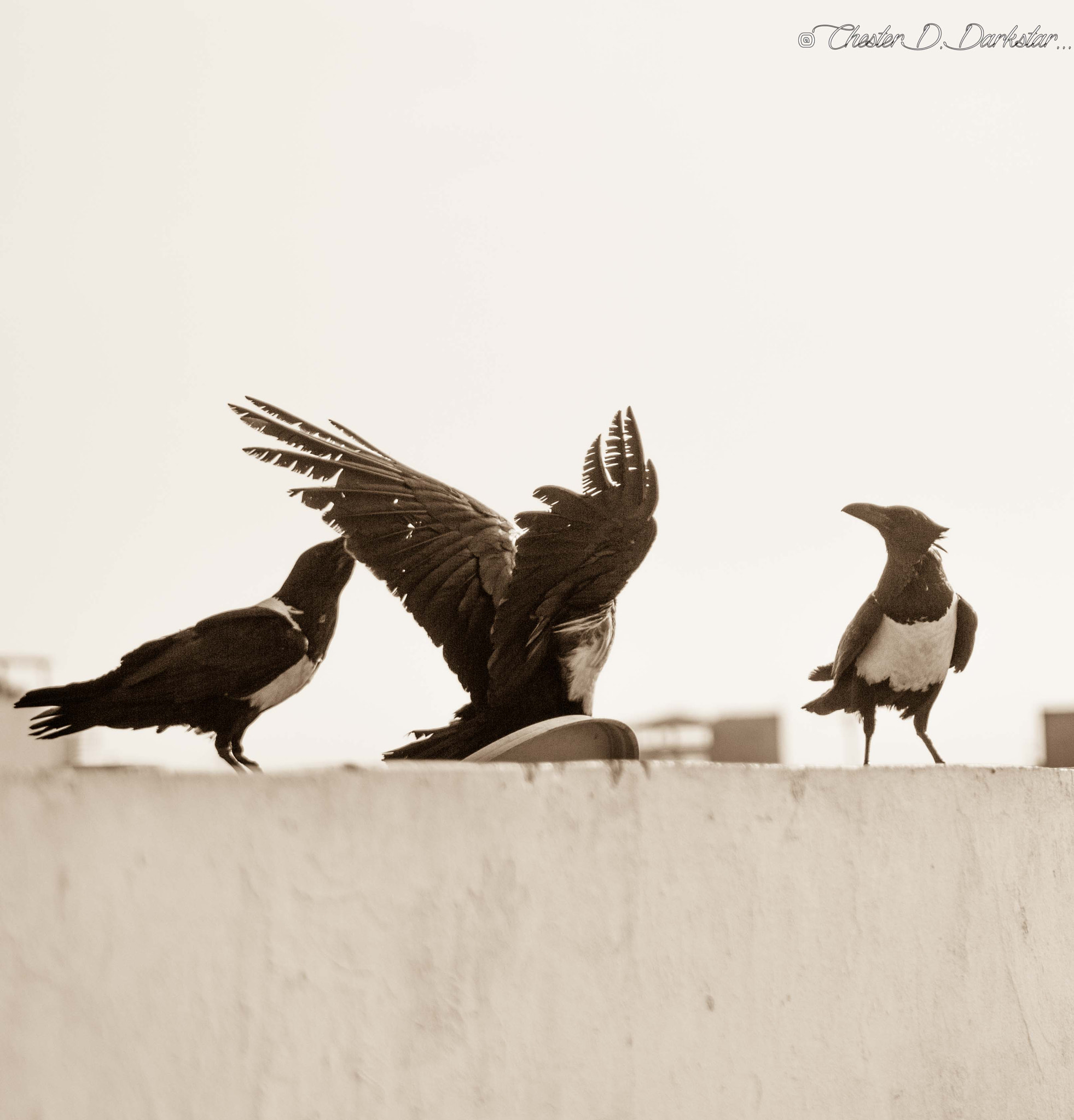 Canon EF 90-300mm F4.5-5.6 sample photo. Ravens photography