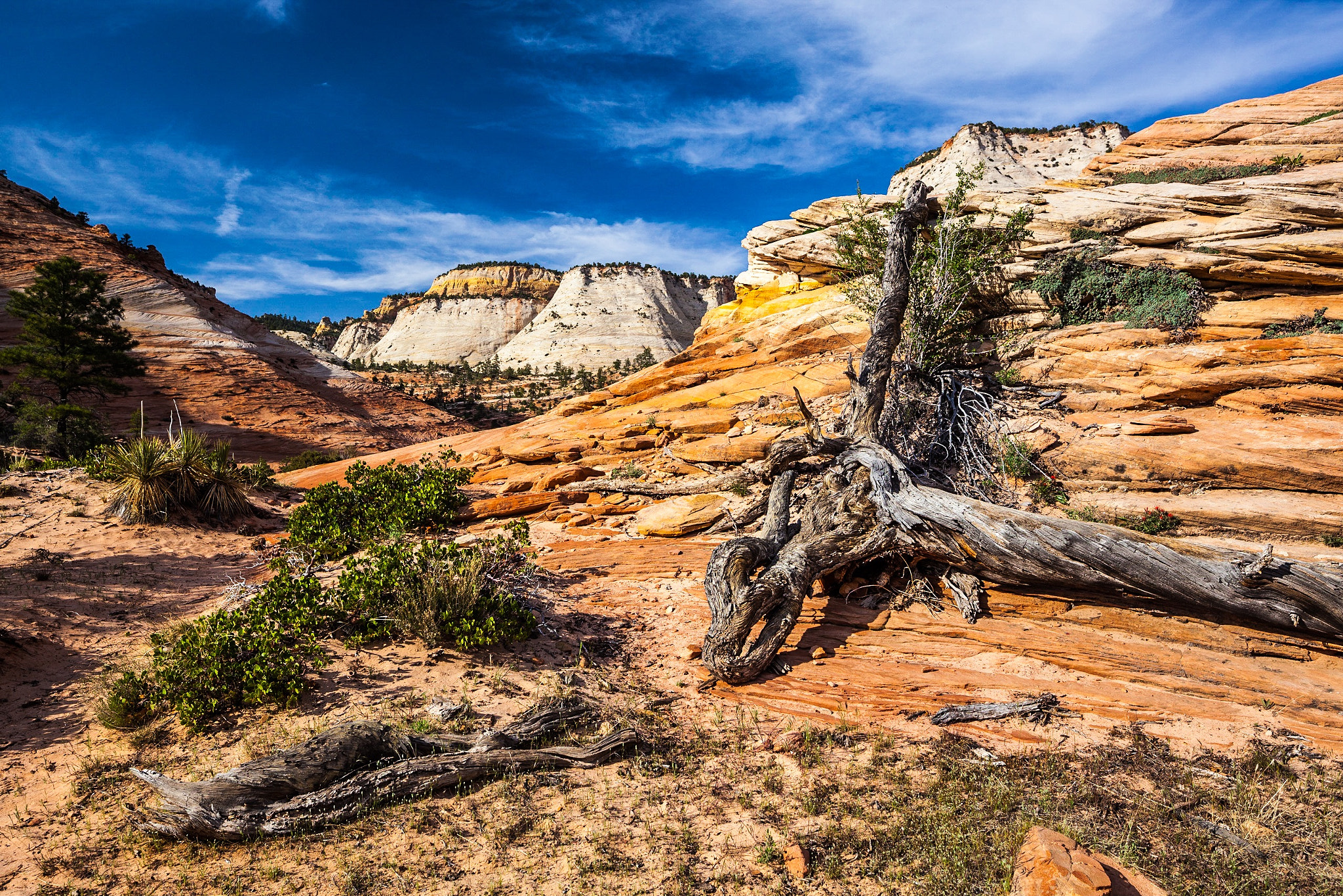 Canon TS-E 24mm F3.5L II Tilt-Shift sample photo. Zion photography