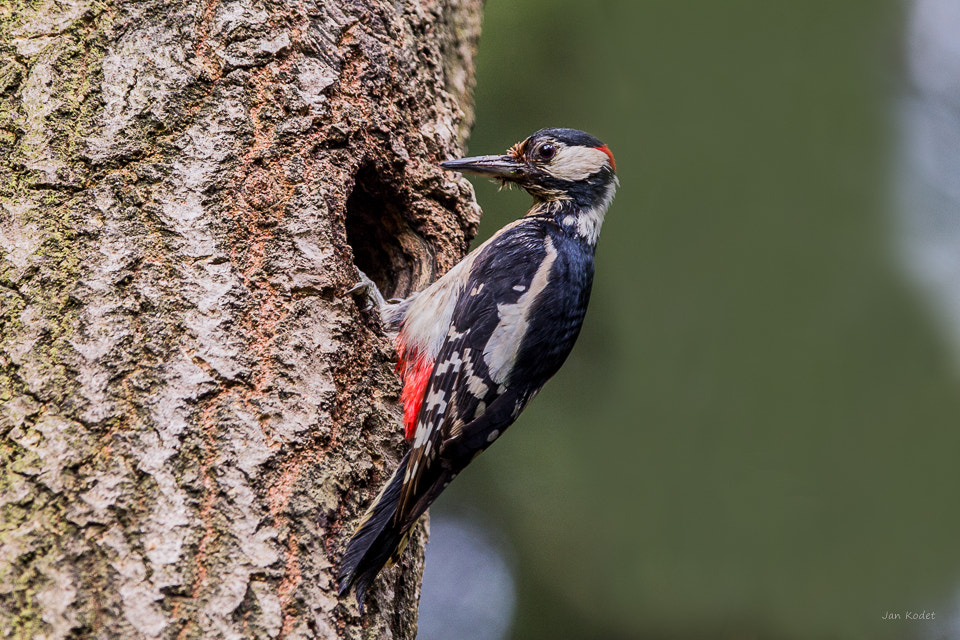 Canon EF 300mm F2.8L IS USM sample photo. Great woodpecker photography
