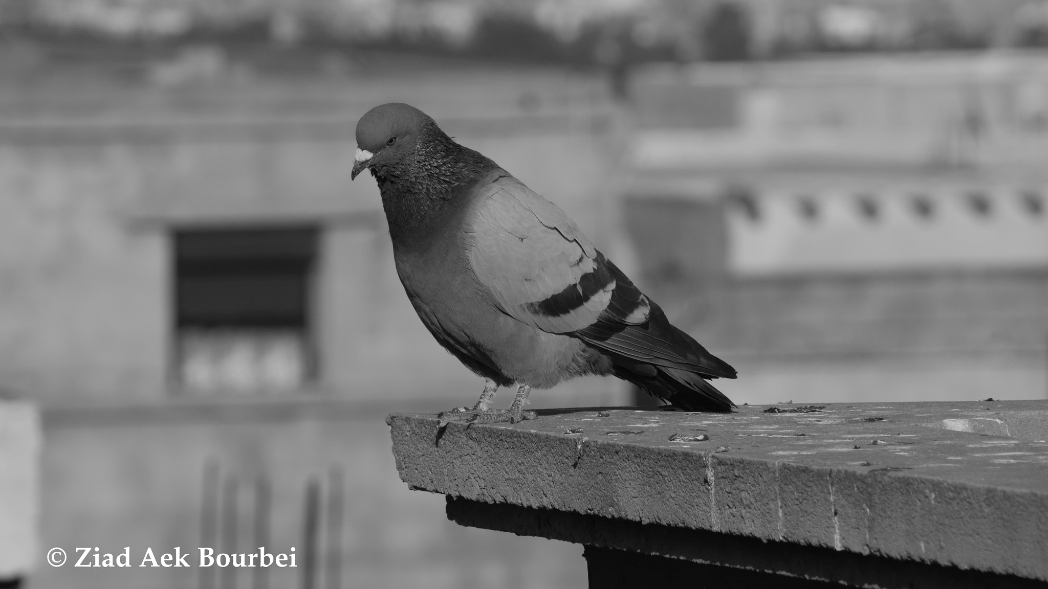 Panasonic Lumix G Vario 45-200mm F4-5.6 OIS sample photo. Pigon looking down photography