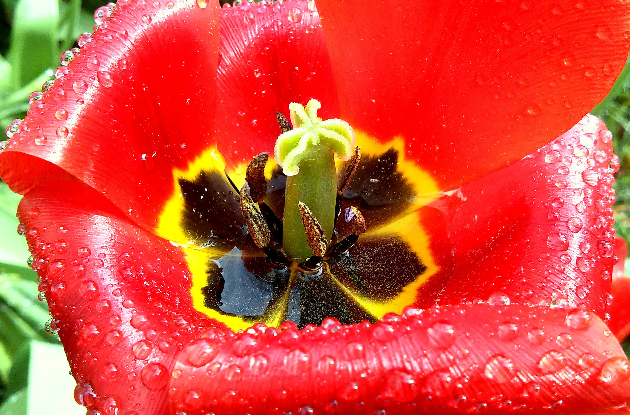 LG L90 sample photo. Red tulip photography