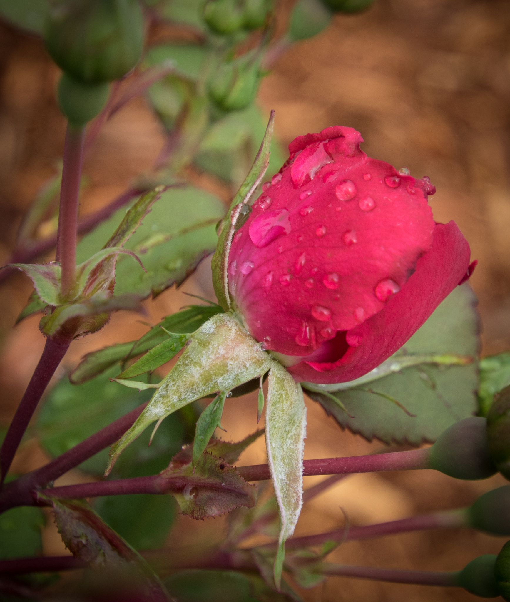 Canon EOS 760D (EOS Rebel T6s / EOS 8000D) sample photo. Red rosebud in rain photography