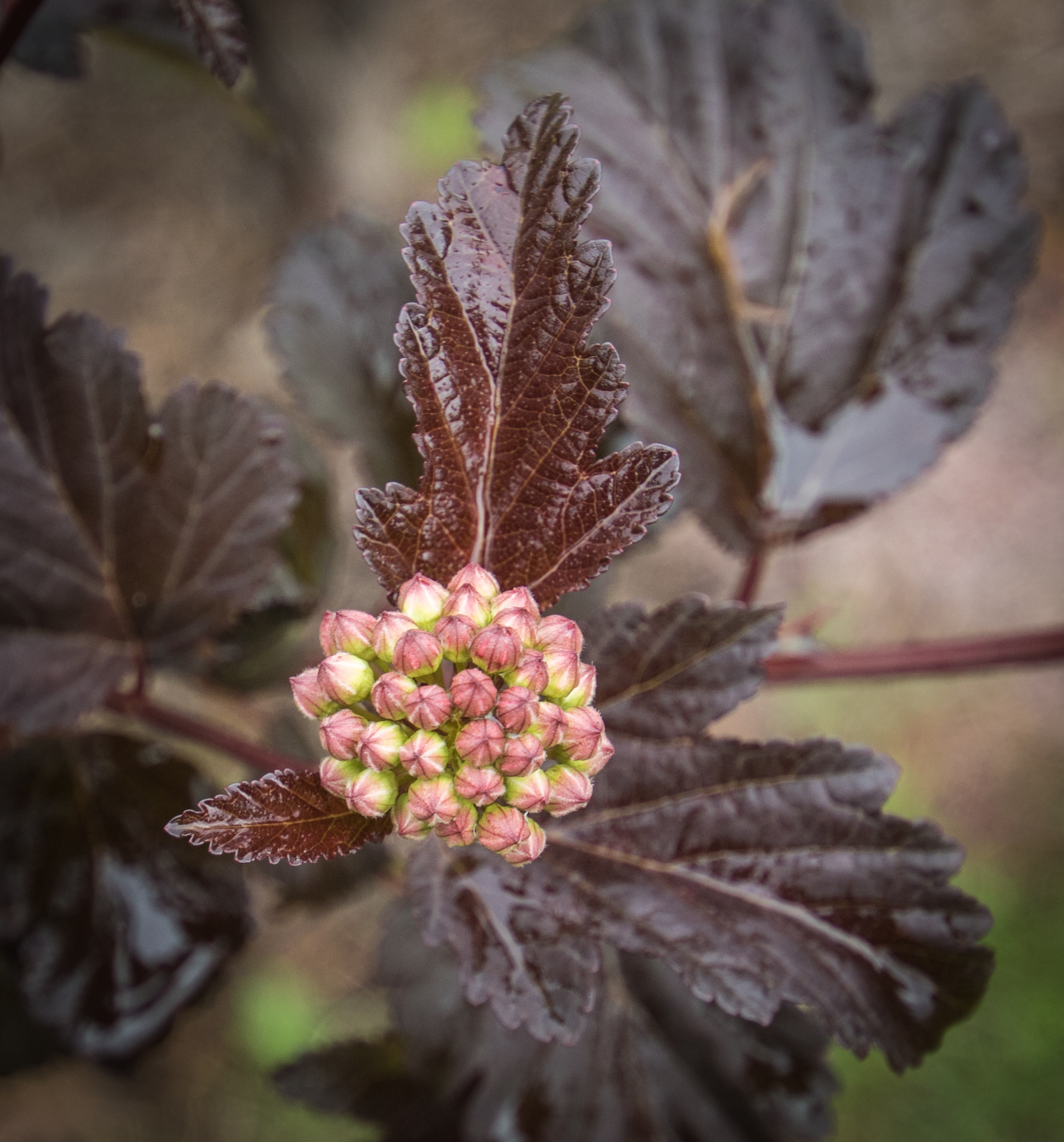 Canon EOS 760D (EOS Rebel T6s / EOS 8000D) sample photo. Closeup on buds on brown leaves photography