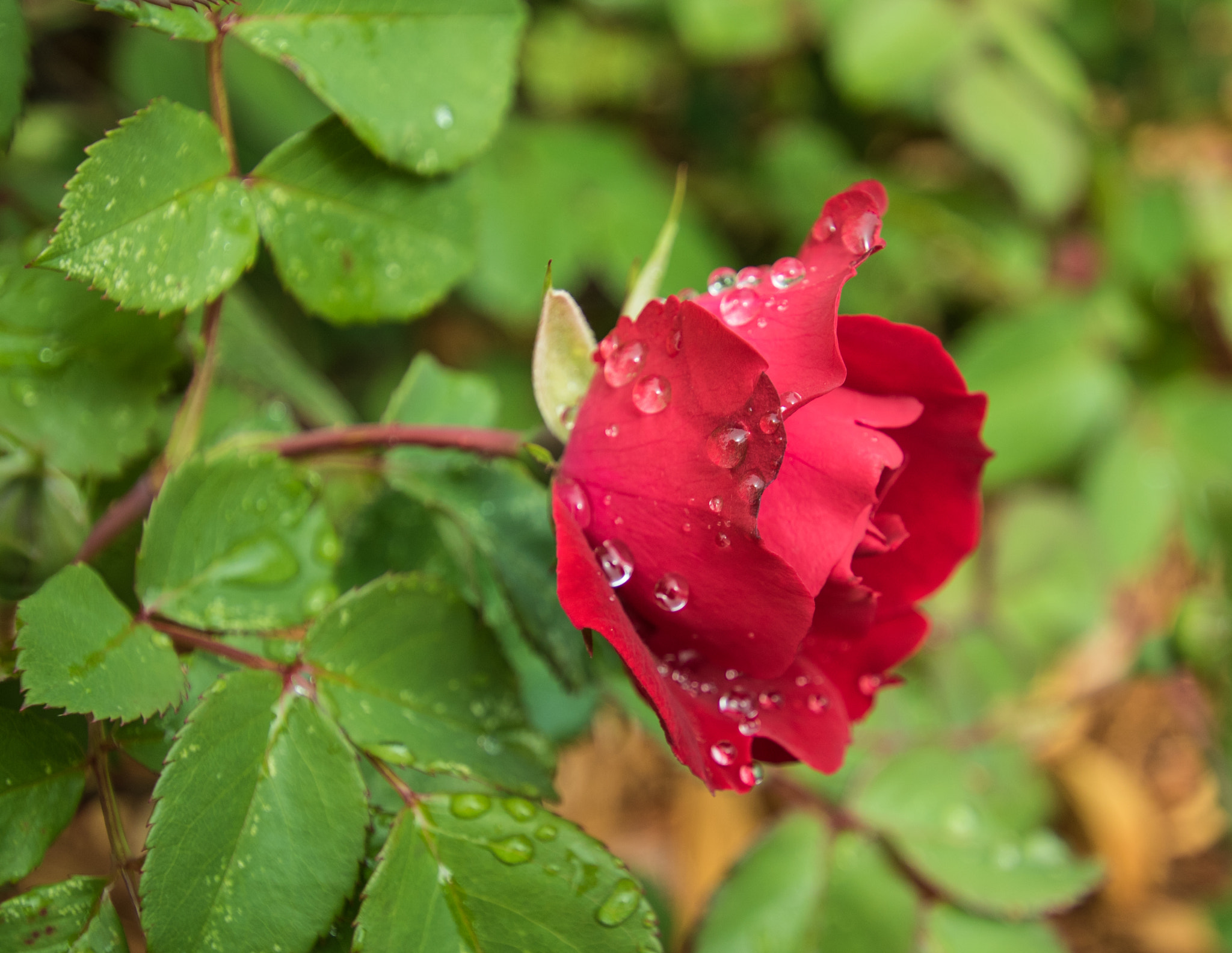 Canon EOS 760D (EOS Rebel T6s / EOS 8000D) + Sigma 10-20mm F3.5 EX DC HSM sample photo. Red rose in rain photography