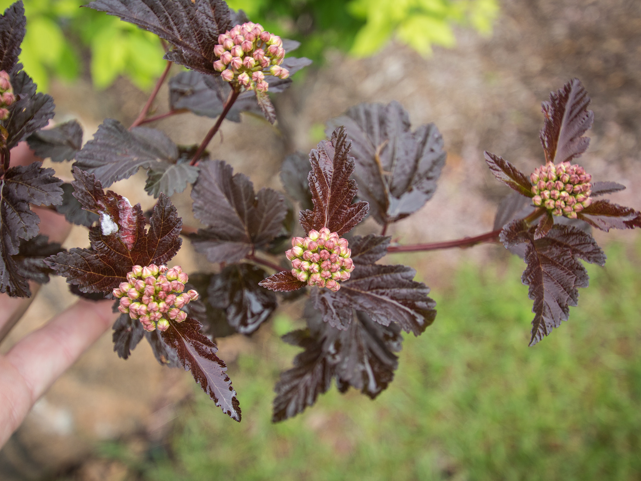 Canon EOS 760D (EOS Rebel T6s / EOS 8000D) sample photo. Buds on brwon leaves photography