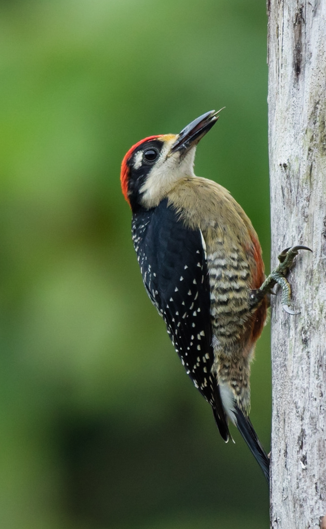 Canon EF 70-200mm F2.8L IS II USM sample photo. Specht photography