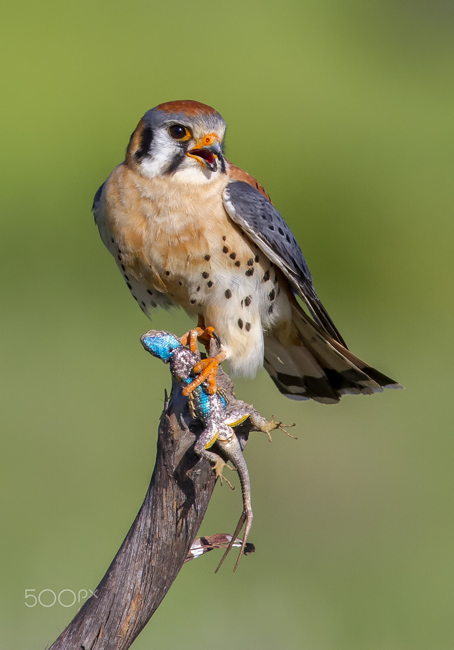 Canon EOS 7D + Canon EF 600mm f/4L IS sample photo. Bird photography