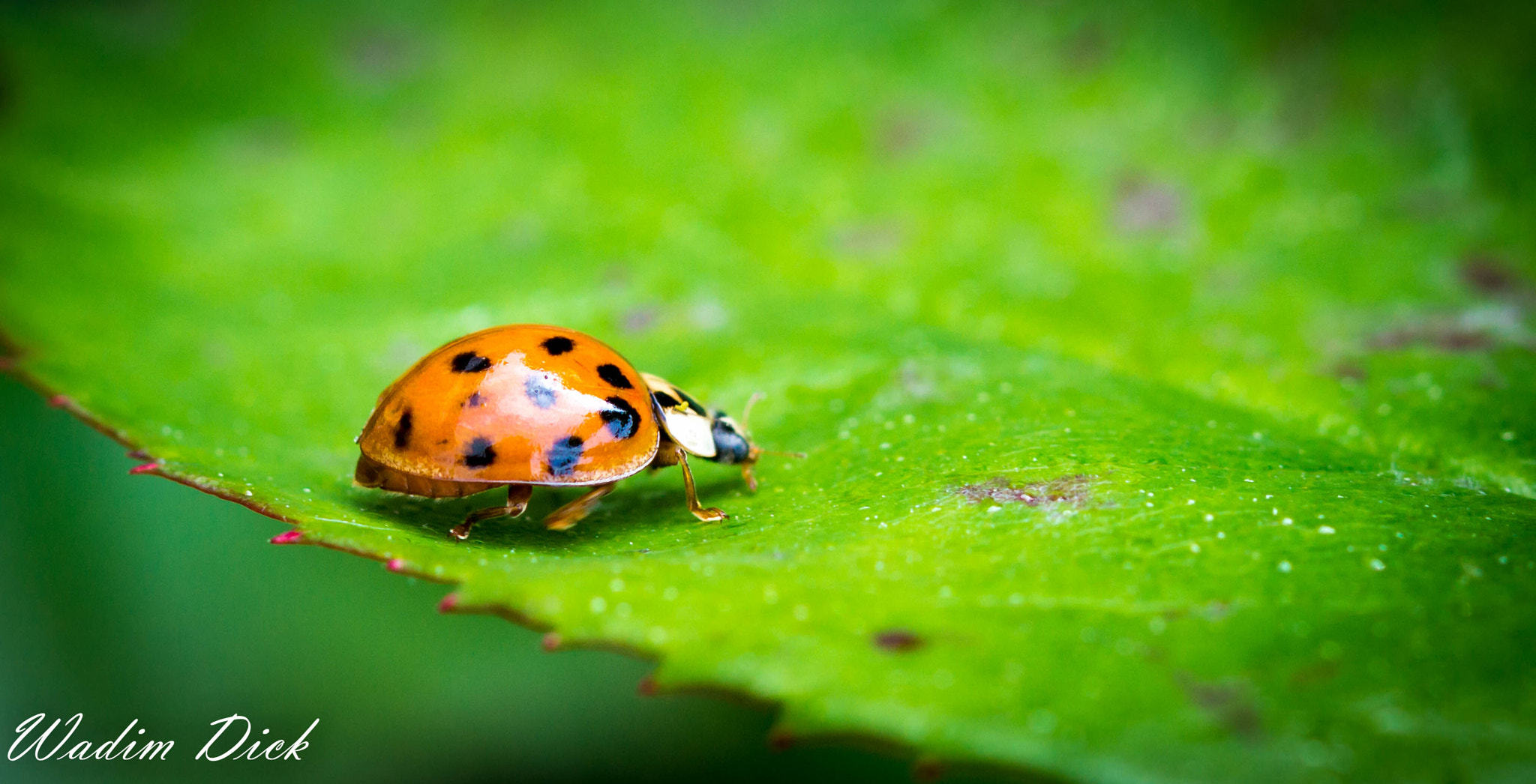 Sony SLT-A65 (SLT-A65V) + 90mm F2.8 Macro SSM sample photo. Marienkäfer photography