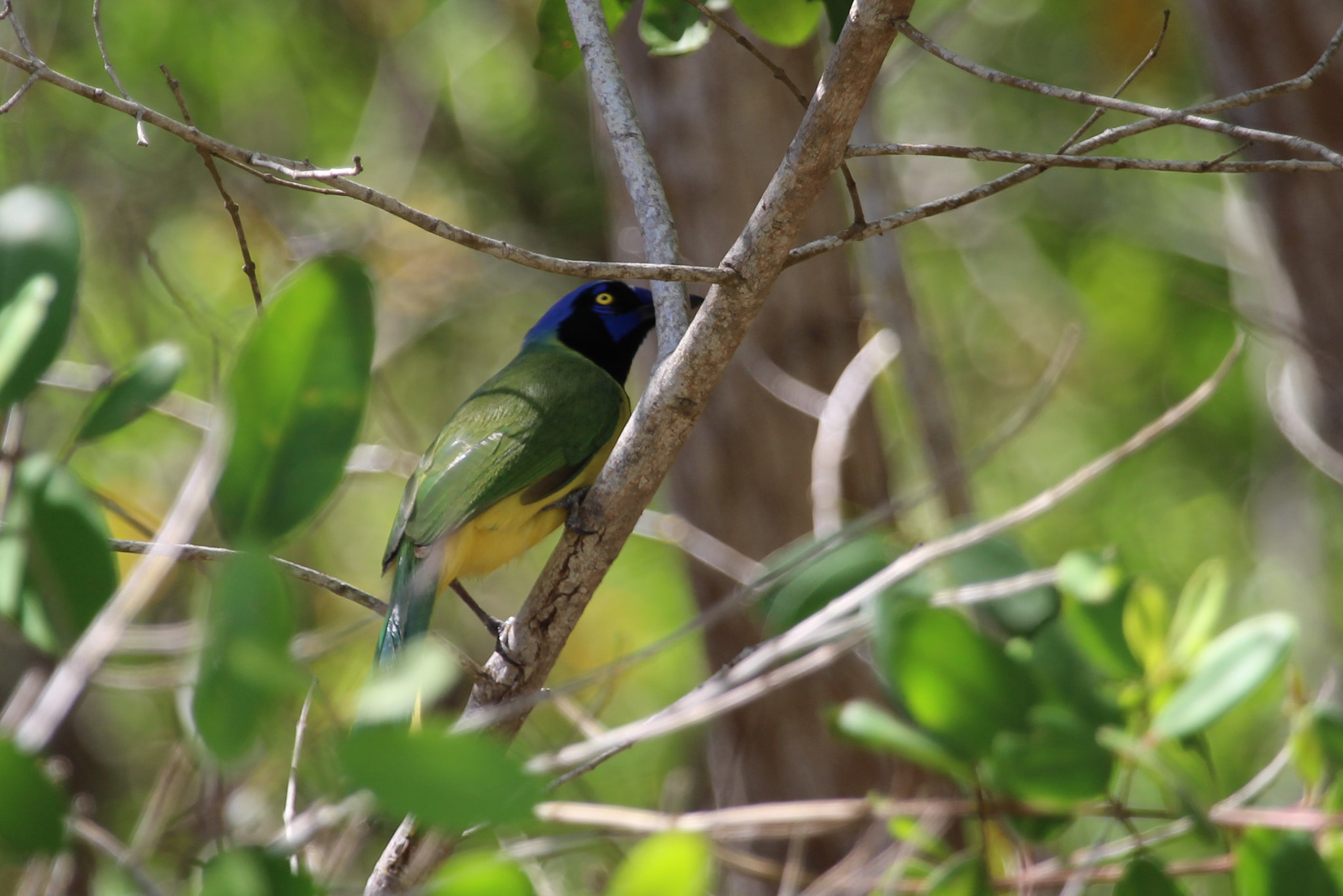 Canon EF 100-400mm F4.5-5.6L IS USM sample photo. Cyanocorax yncas photography