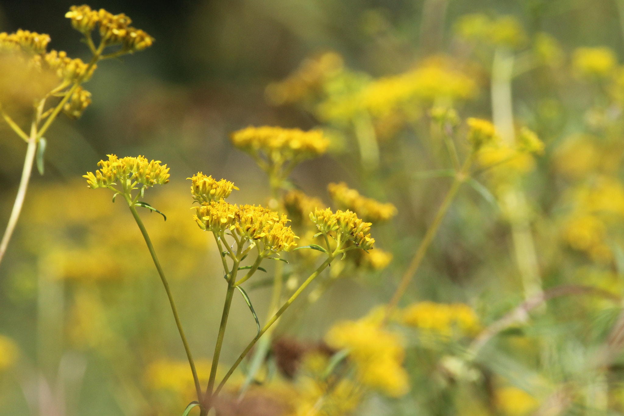 Canon EF 100-400mm F4.5-5.6L IS USM sample photo
