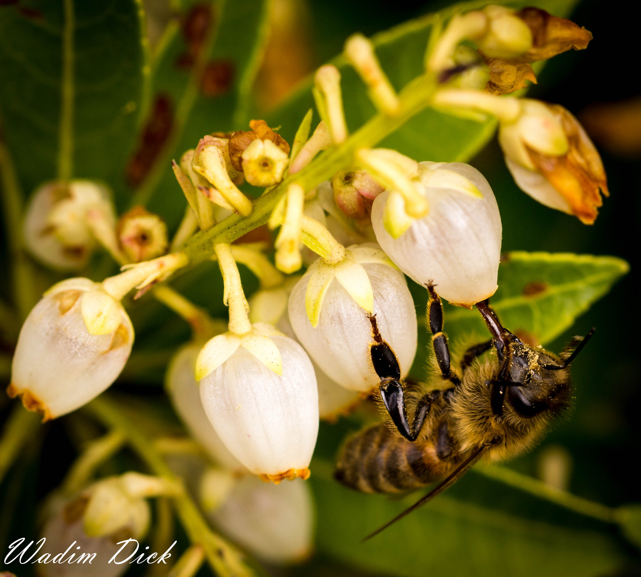 Sony SLT-A65 (SLT-A65V) + 90mm F2.8 Macro SSM sample photo. Biene photography