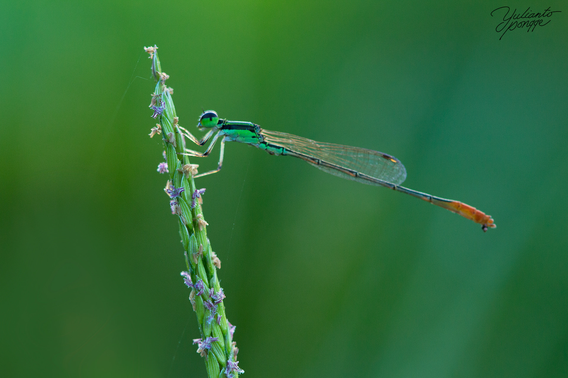 Canon EOS 650D (EOS Rebel T4i / EOS Kiss X6i) + Canon EF 100mm F2.8 Macro USM sample photo. Damselfly photography