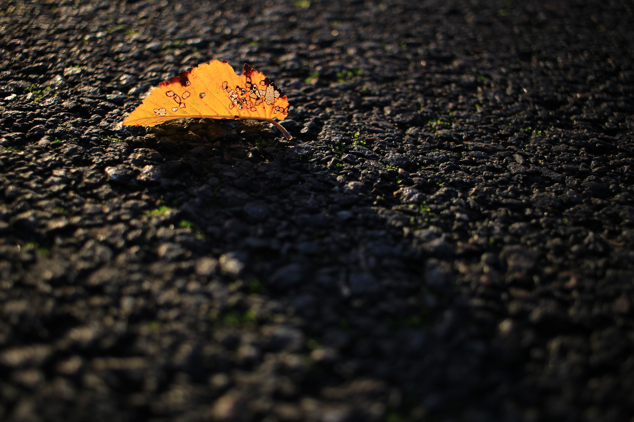 Canon EOS 100D (EOS Rebel SL1 / EOS Kiss X7) sample photo. Fallen leaf. photography