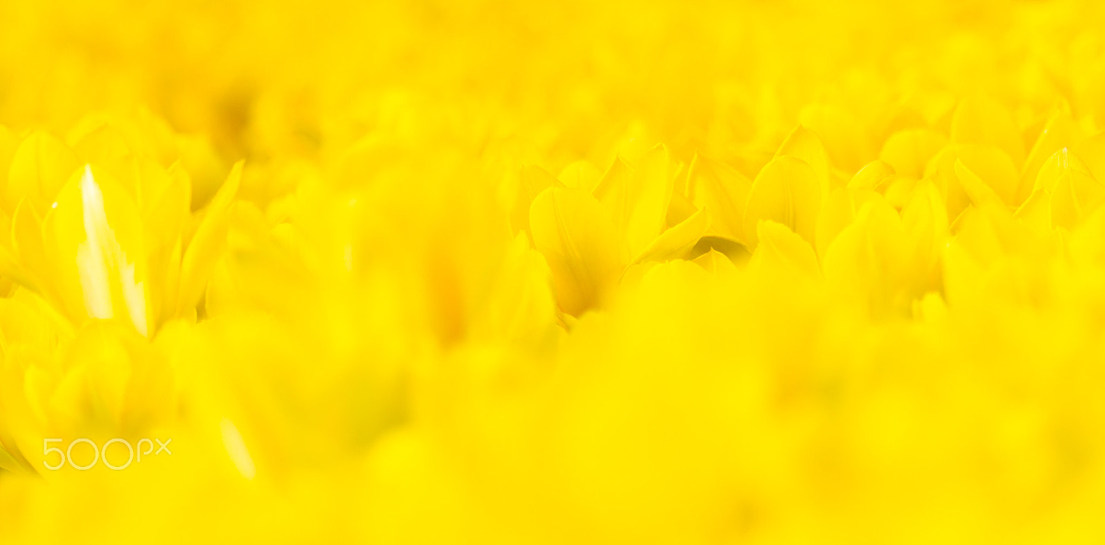 Canon EOS-1D Mark IV + Canon EF 100-400mm F4.5-5.6L IS USM sample photo. Yellow. field of tulips. bekgraund texture. clear yellow color. photography