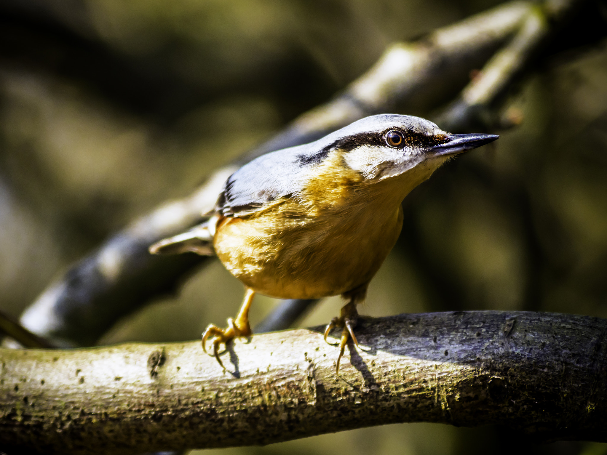 Olympus OM-D E-M5 II sample photo. Nuthatch intense photography