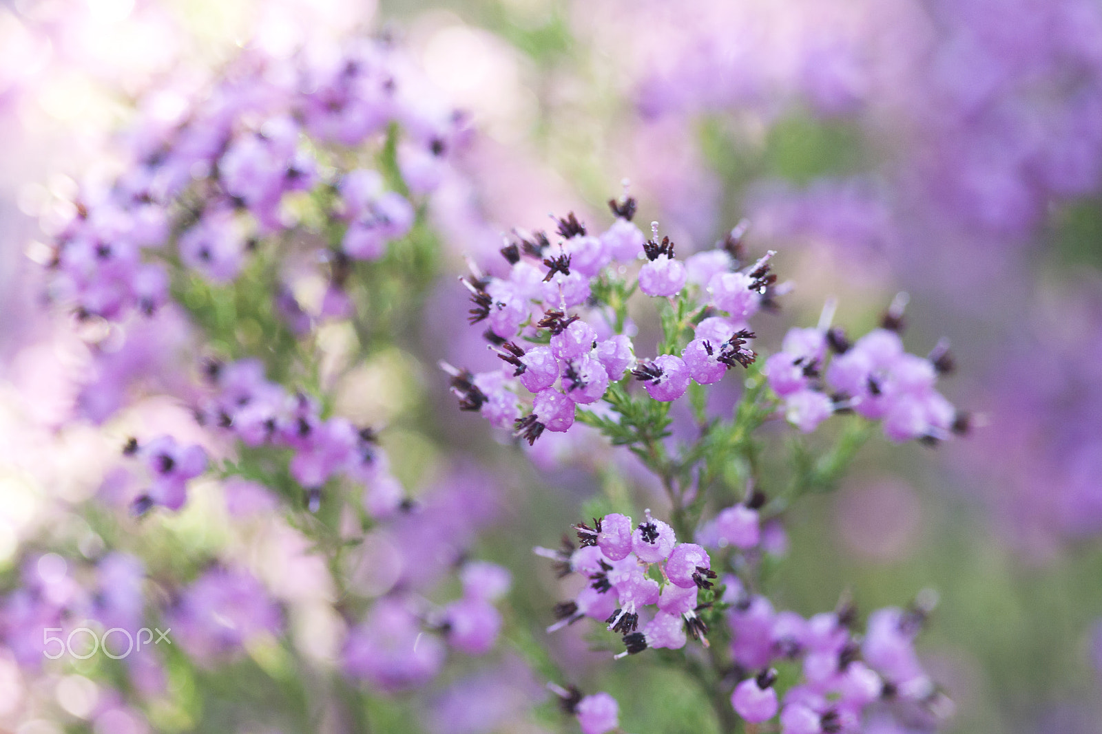 Canon EF 100mm F2.8 Macro USM sample photo. 20150504 doñana - 09 photography