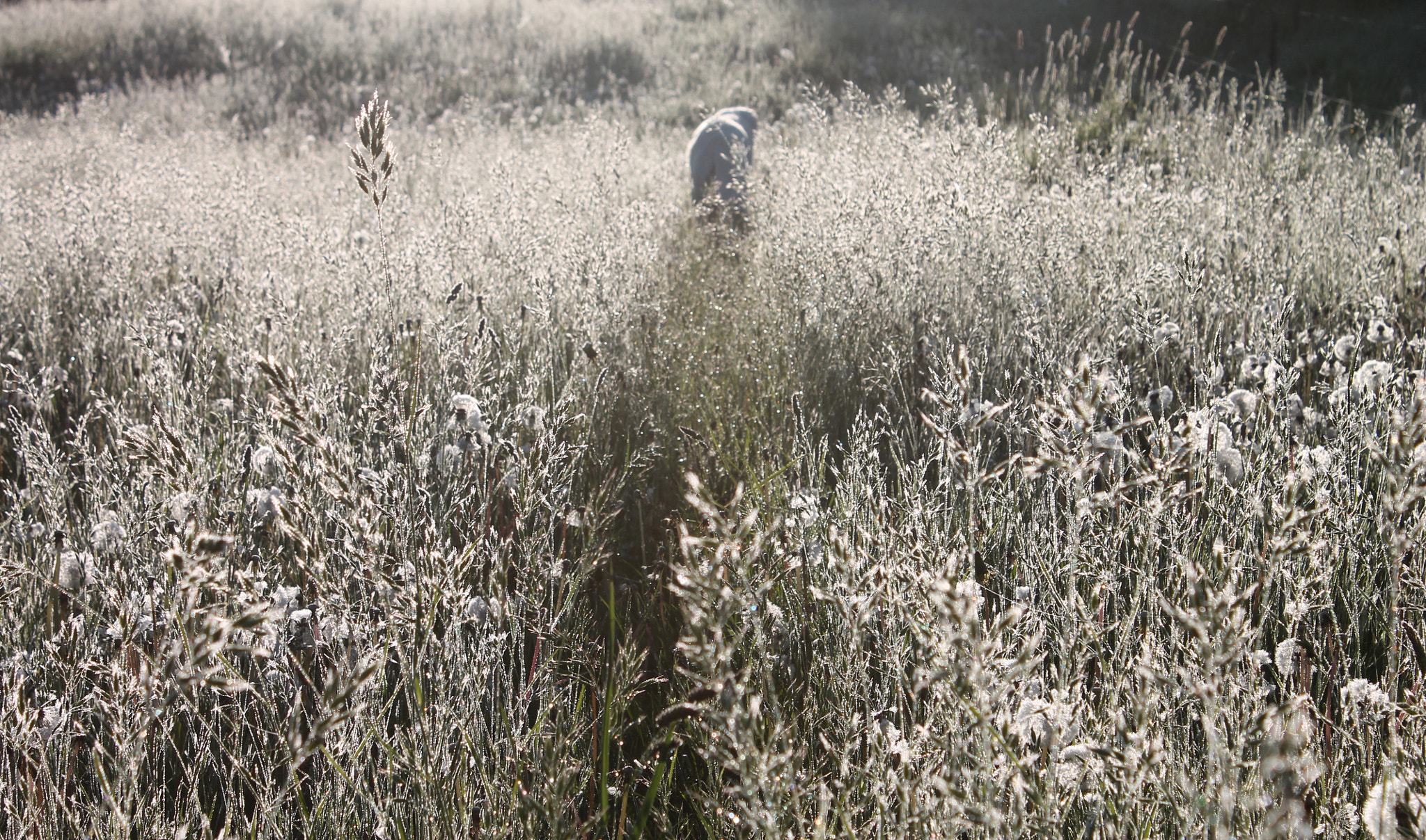 Walking in the morning dew