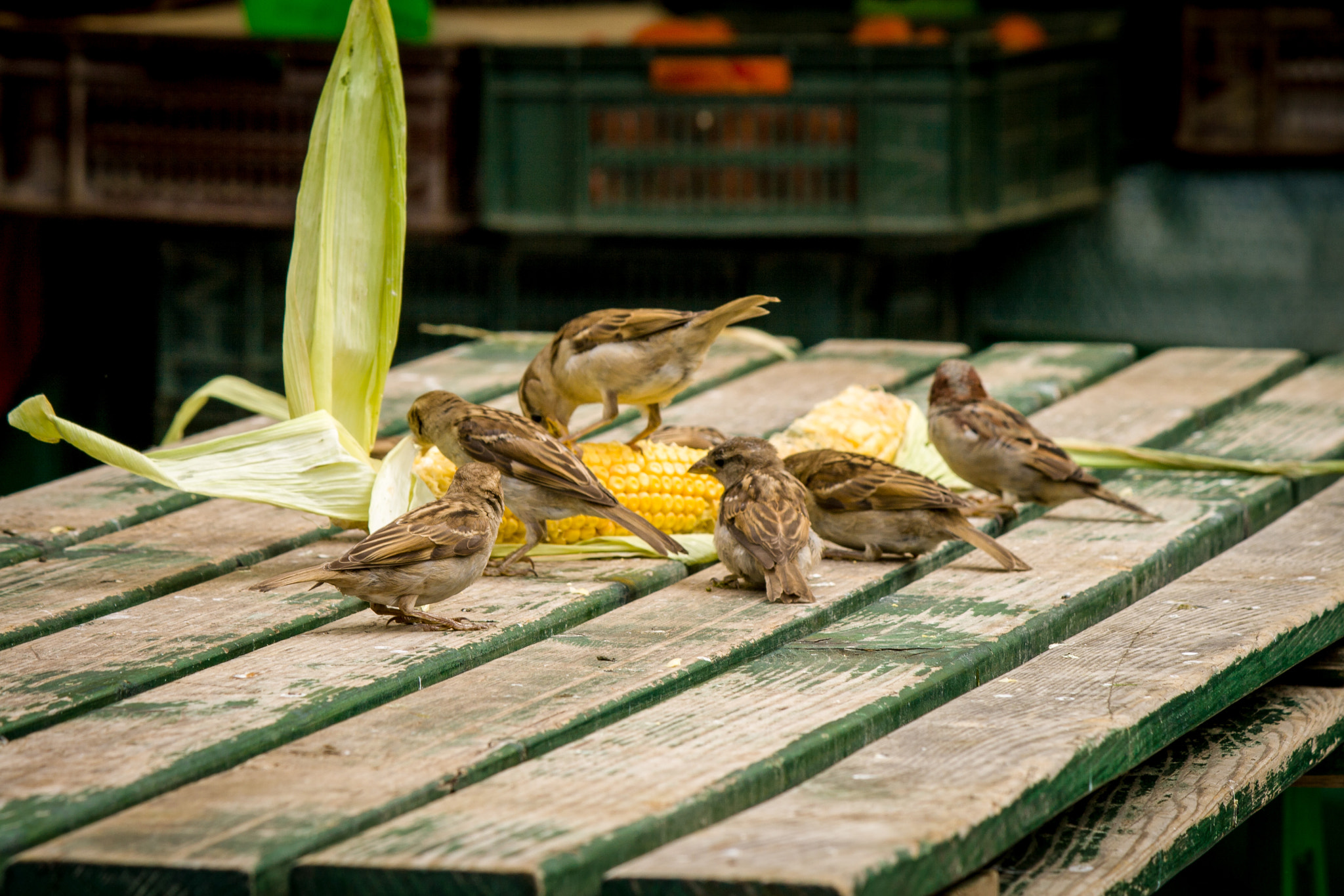 Canon EOS 400D (EOS Digital Rebel XTi / EOS Kiss Digital X) + Canon EF-S 55-250mm F4-5.6 IS II sample photo. Sparrow birds fighting for corn at central market in ljubljana, slovenia. photography