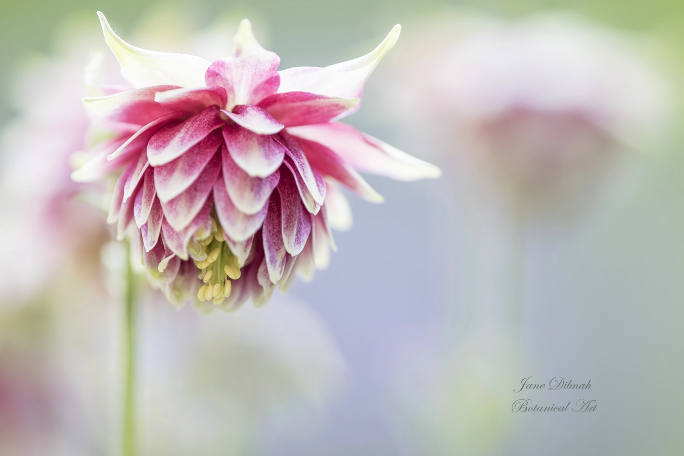 Canon EF 180mm F3.5L Macro USM sample photo. Aquilegia photography