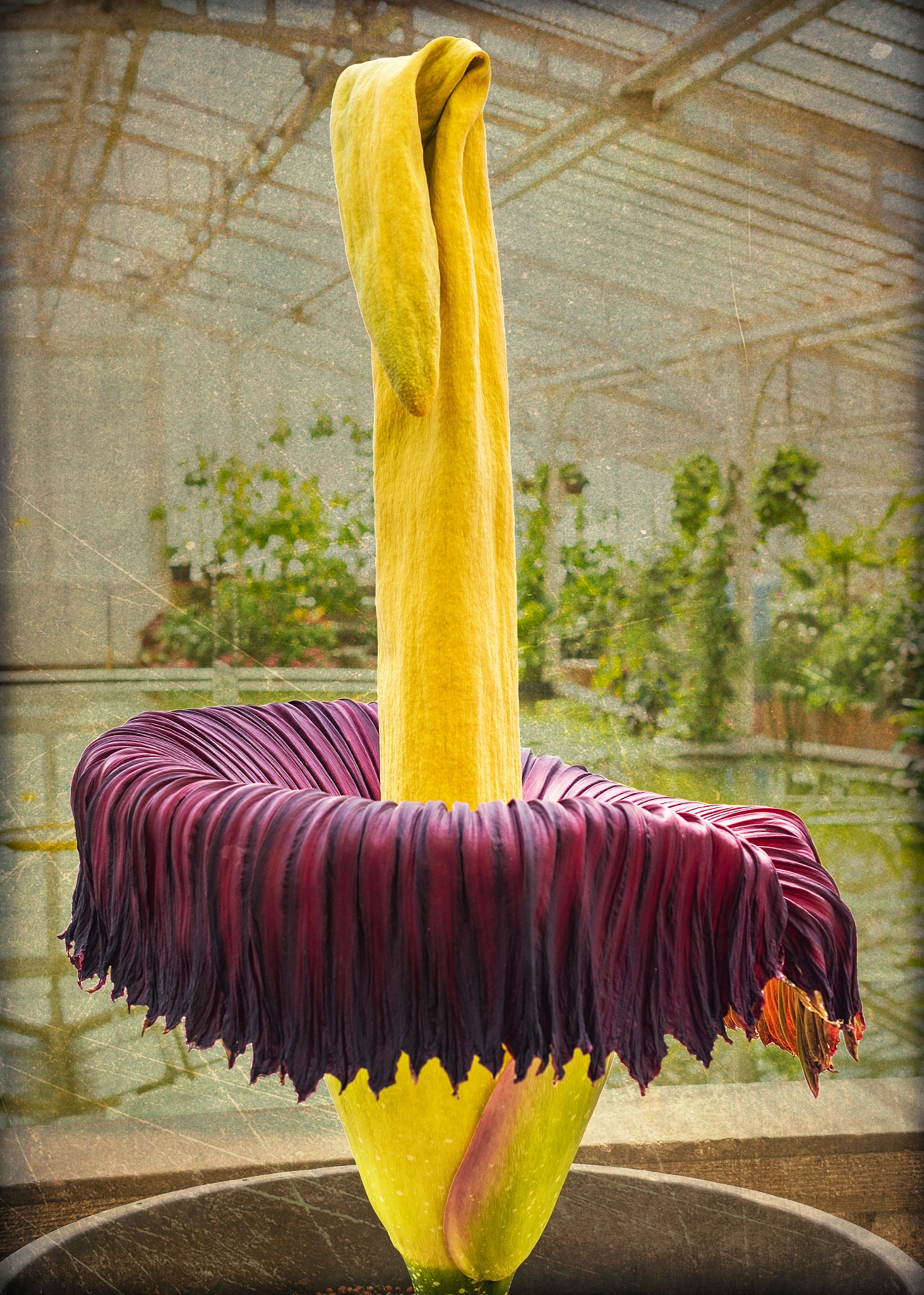 Nikon AF-S DX Micro Nikkor 40mm F2.8 sample photo. The titan photography