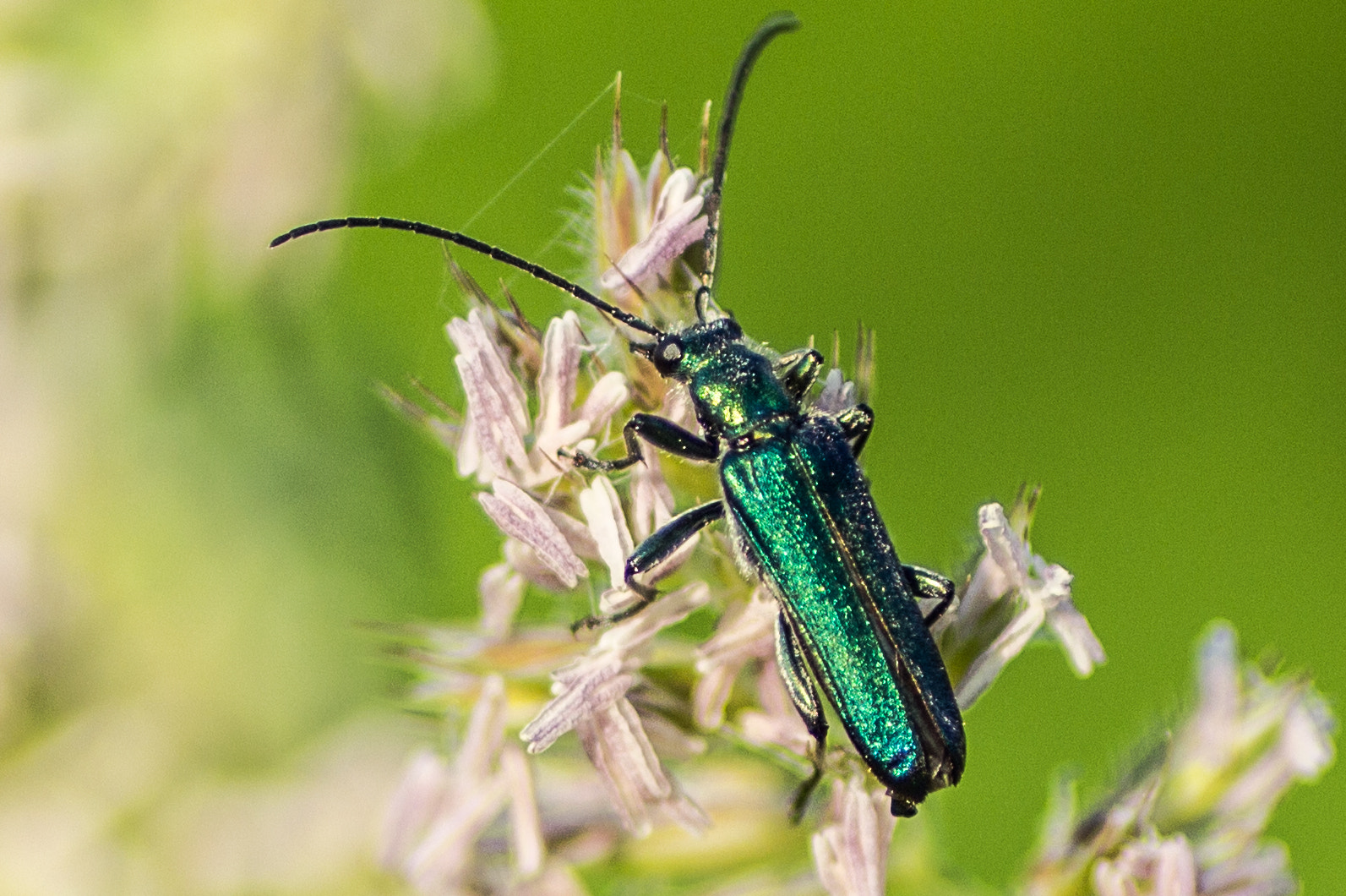 Canon EOS 700D (EOS Rebel T5i / EOS Kiss X7i) + Tamron SP AF 90mm F2.8 Di Macro sample photo. Beetle photography