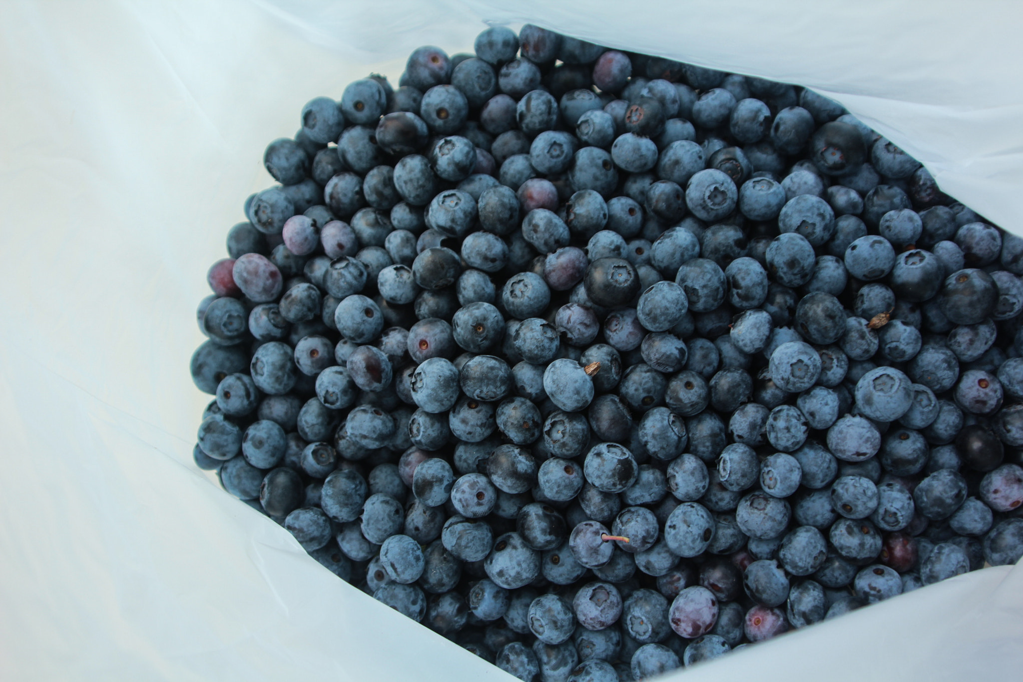 Canon EOS 600D (Rebel EOS T3i / EOS Kiss X5) sample photo. Hand picked blueberries photography