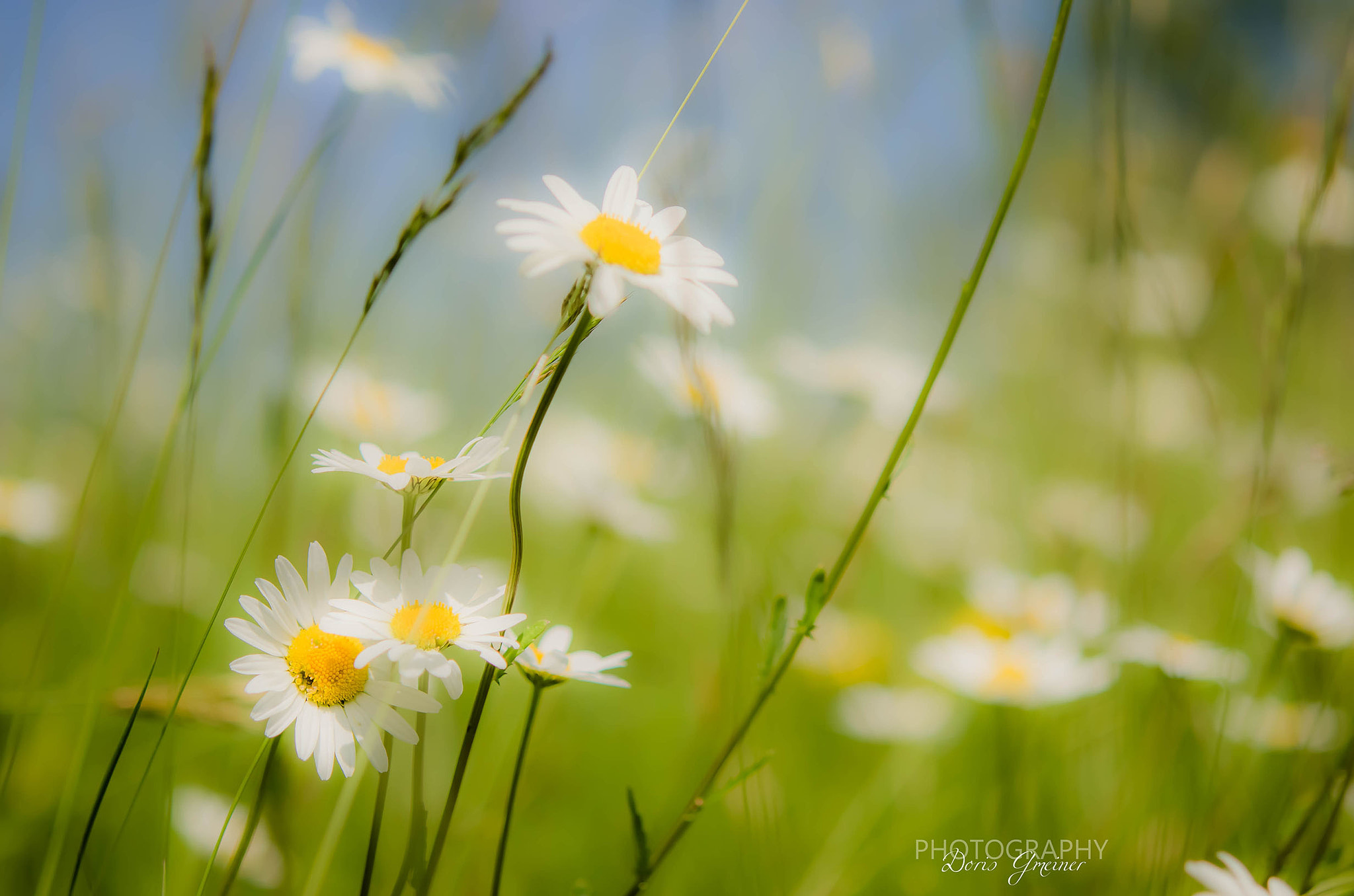 Nikon AF-S Micro-Nikkor 60mm F2.8G ED sample photo. Margaritenwiese photography